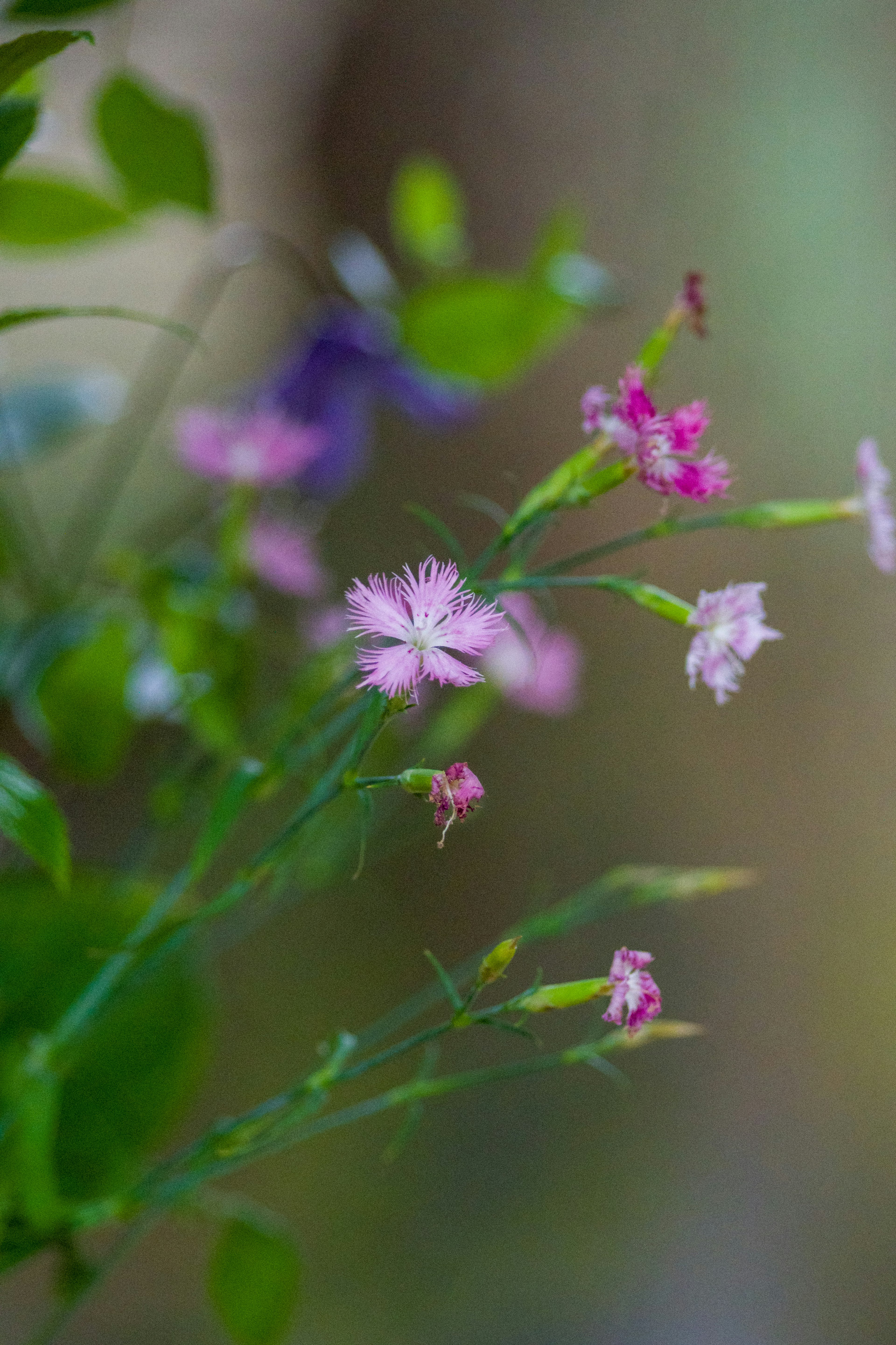 Nahaufnahme von bunten blühenden Blumen in einer natürlichen Umgebung