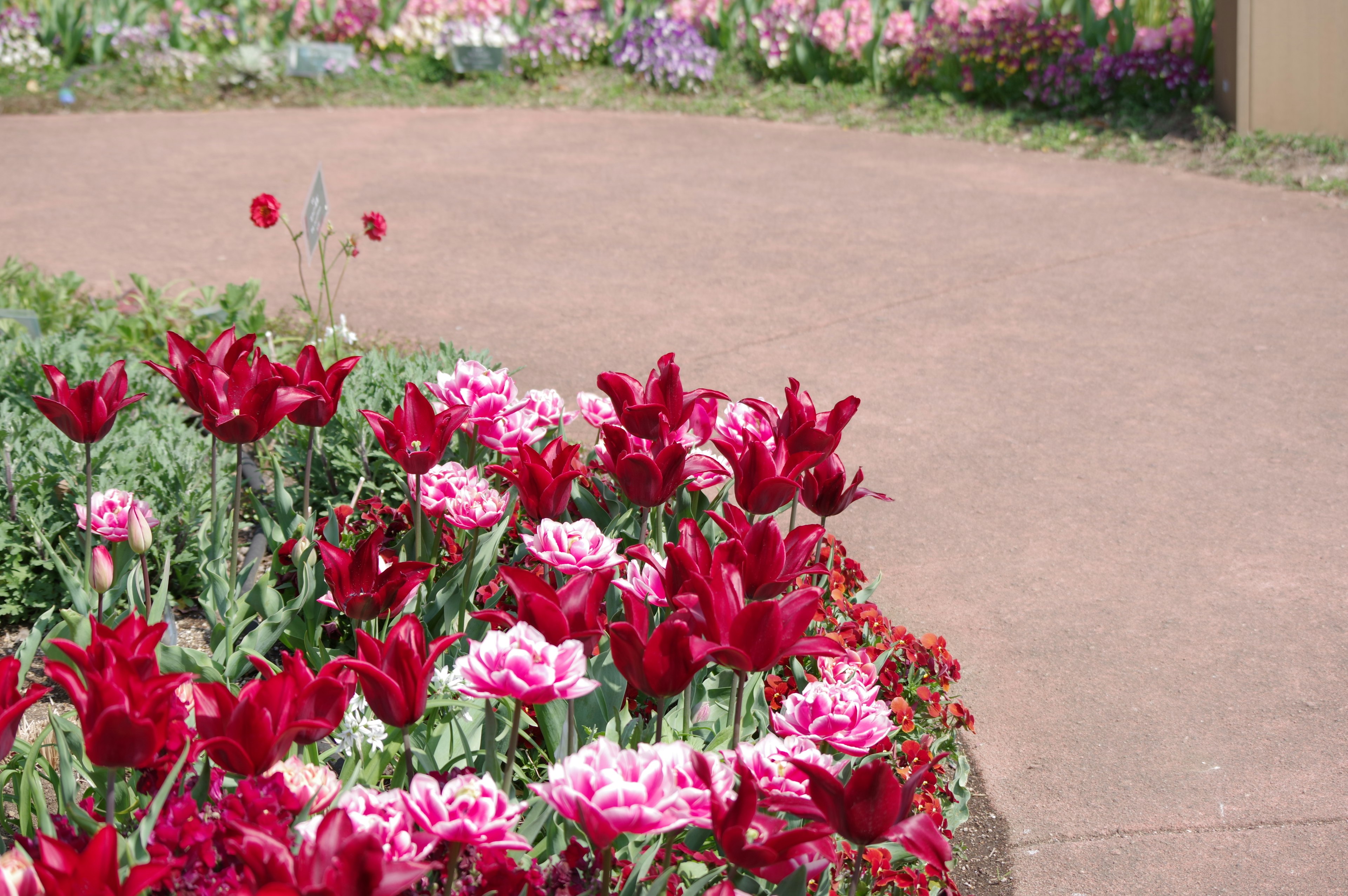 Blumenbeet mit roten und rosa Tulpen neben einem gepflasterten Weg