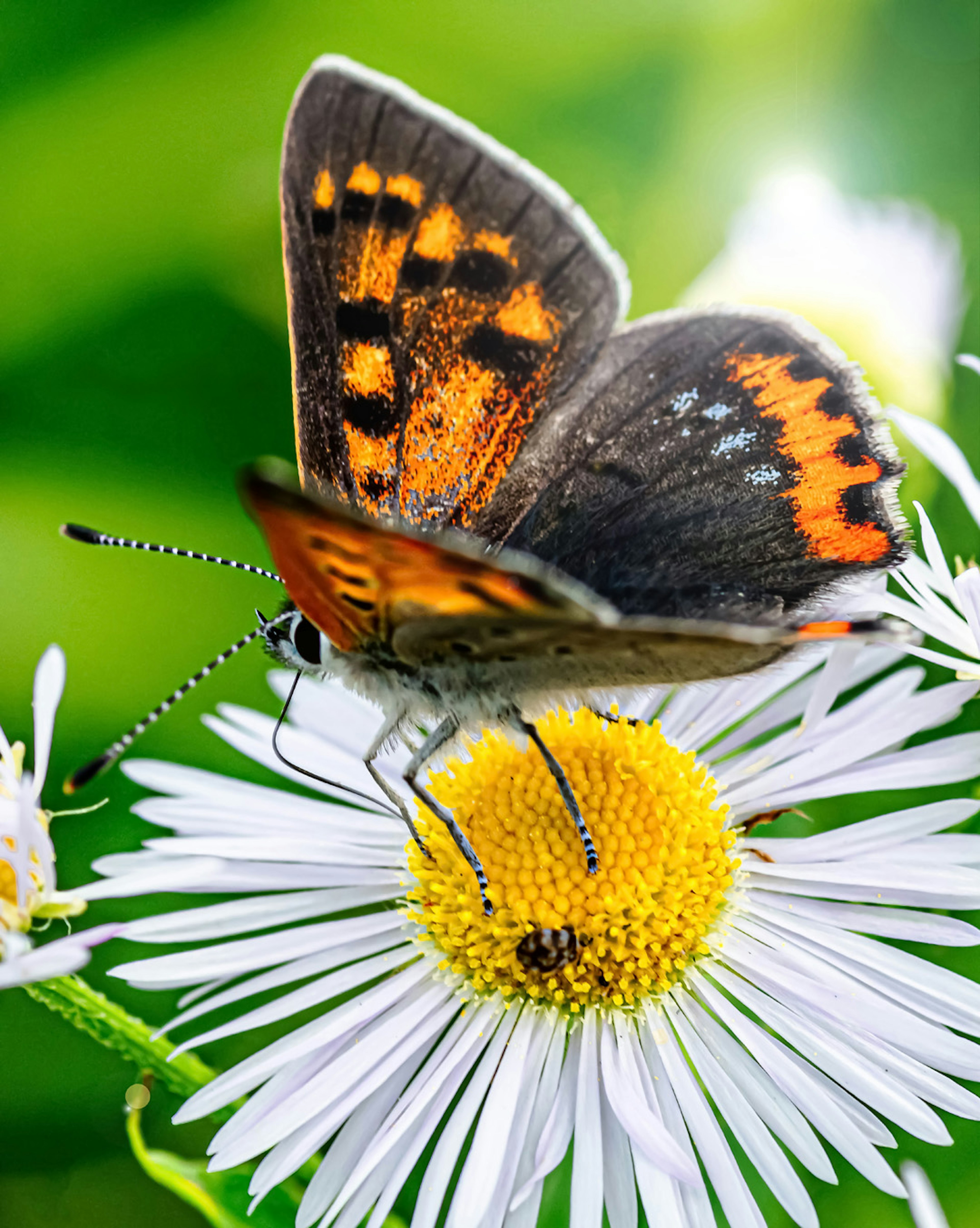 Lebendige orange-schwarze Schmetterling, der sich am Zentrum einer weißen Blume labt