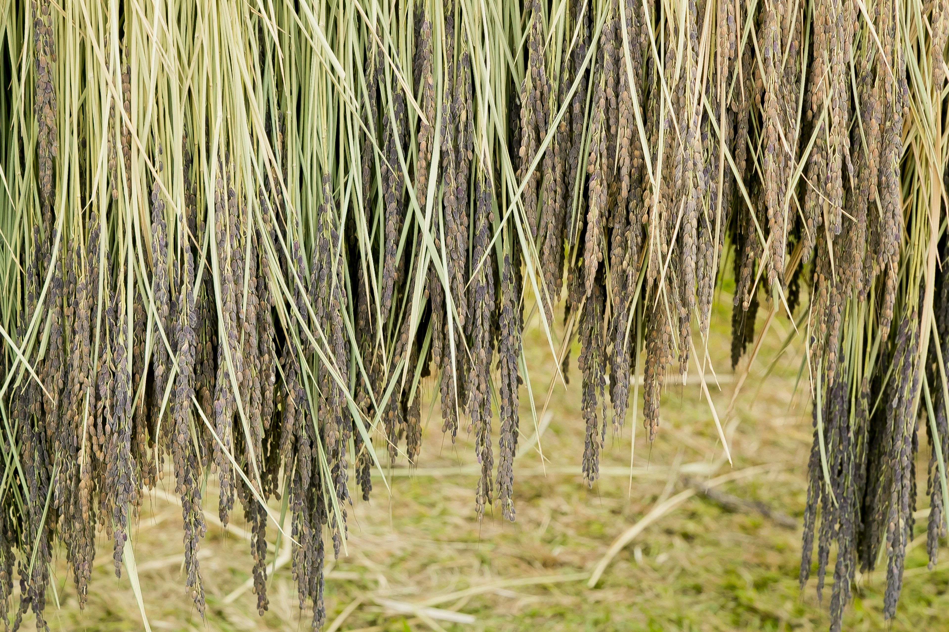 Primer plano de tallos de arroz colgantes con granos