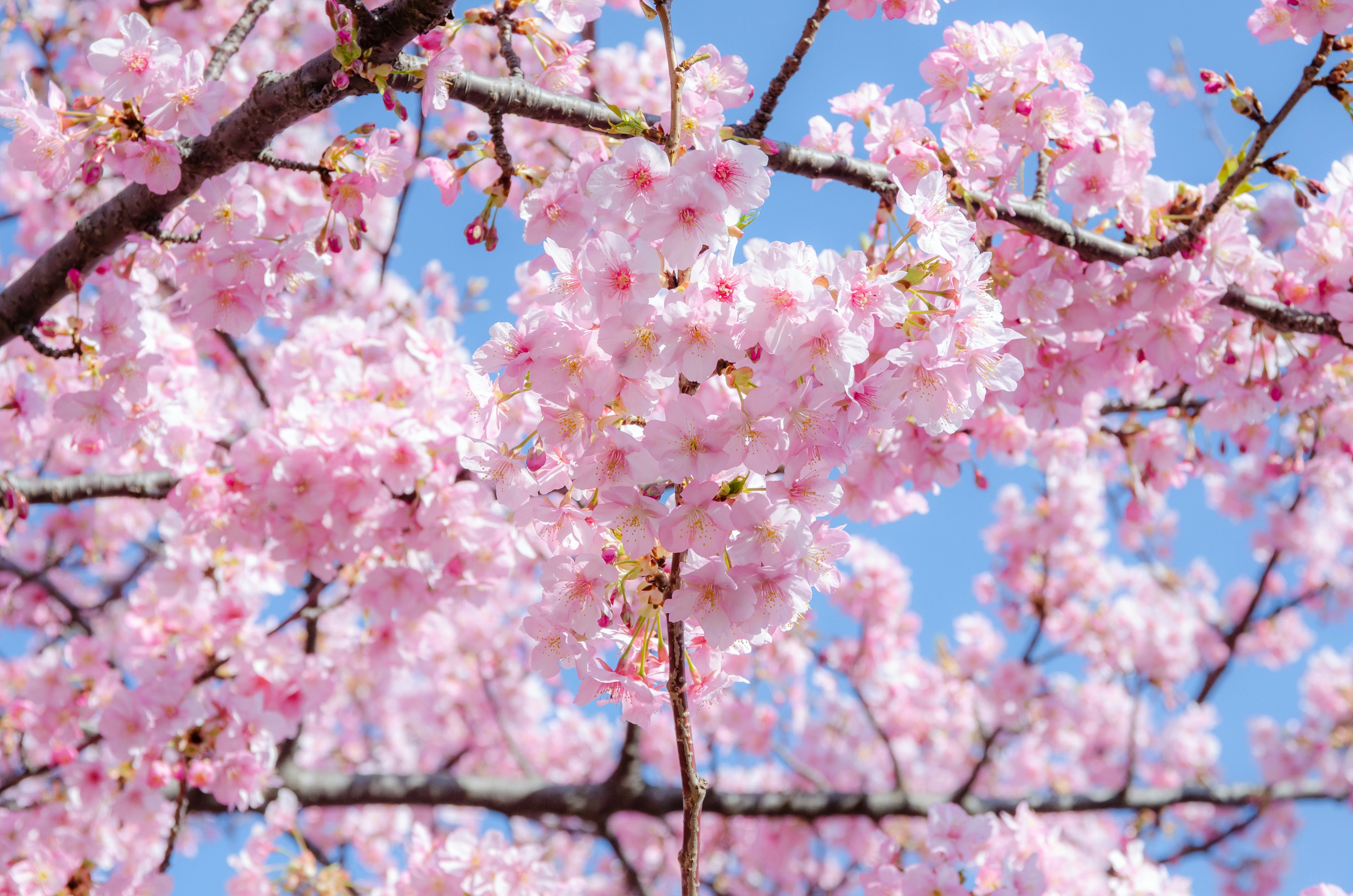 Bunga sakura mekar penuh di bawah langit biru yang cerah