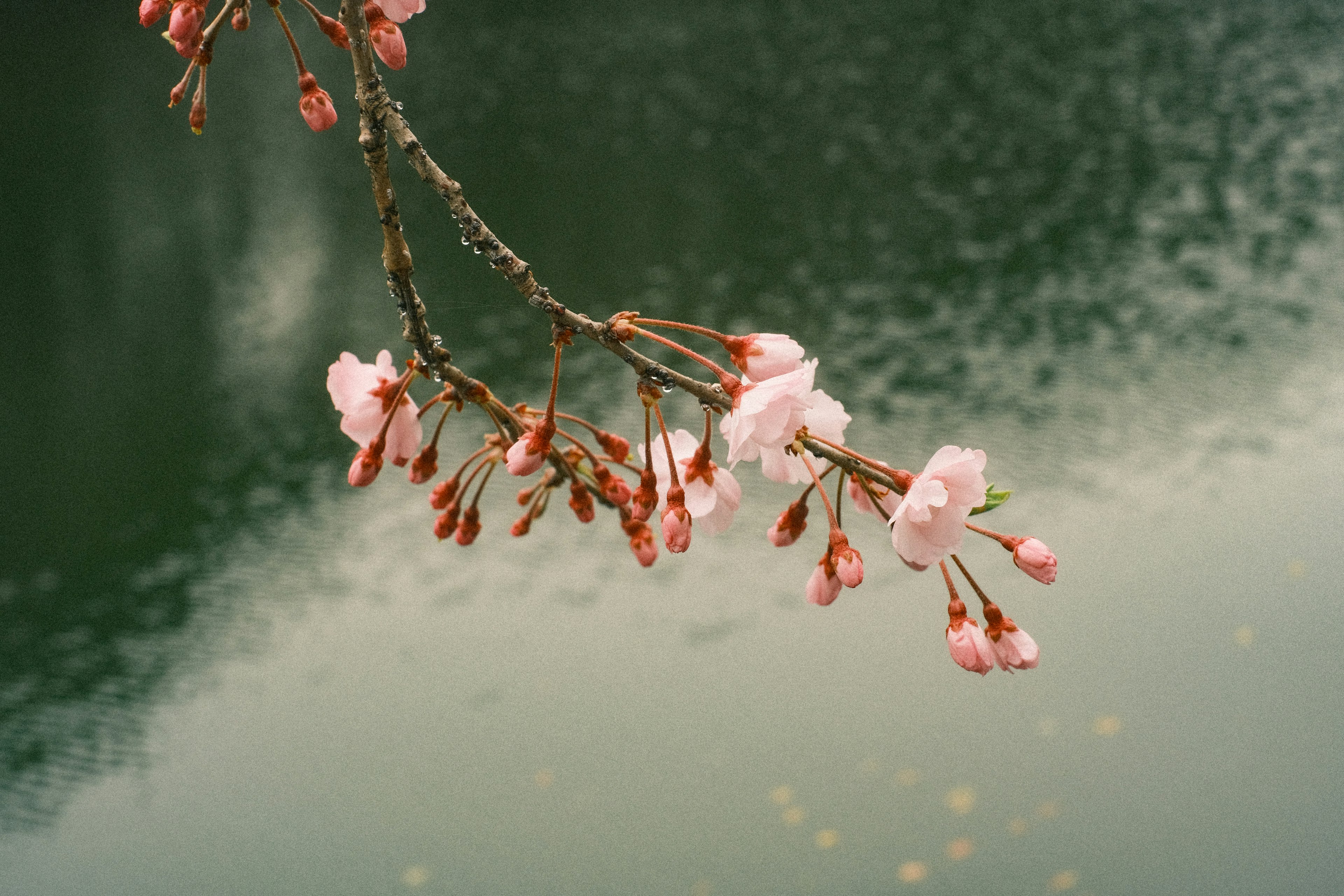 Rama de cerezo con brotes y flores reflejándose en el agua