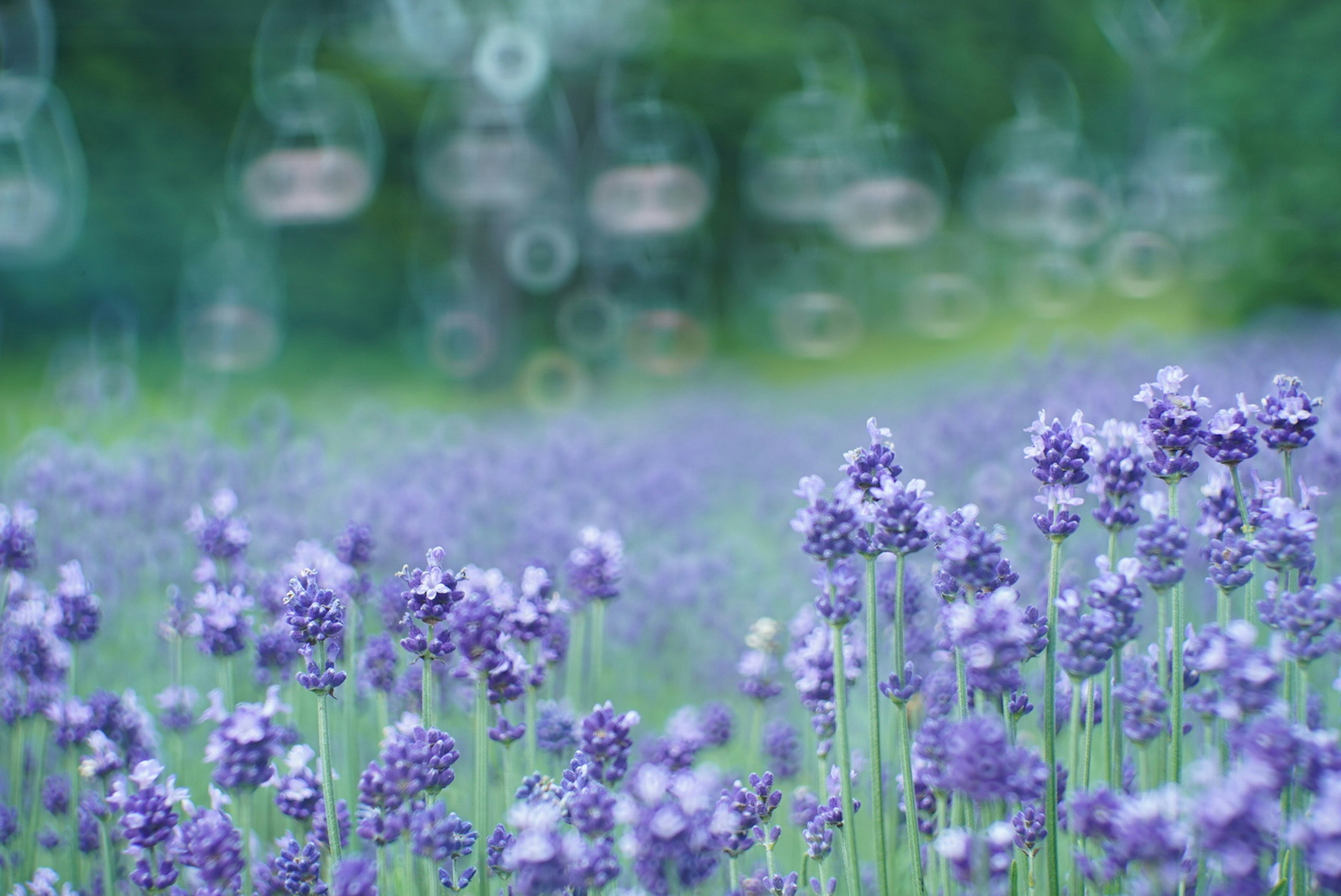 Bellissimo campo di lavanda con fiori viola chiaro in fiore su uno sfondo verde sfocato