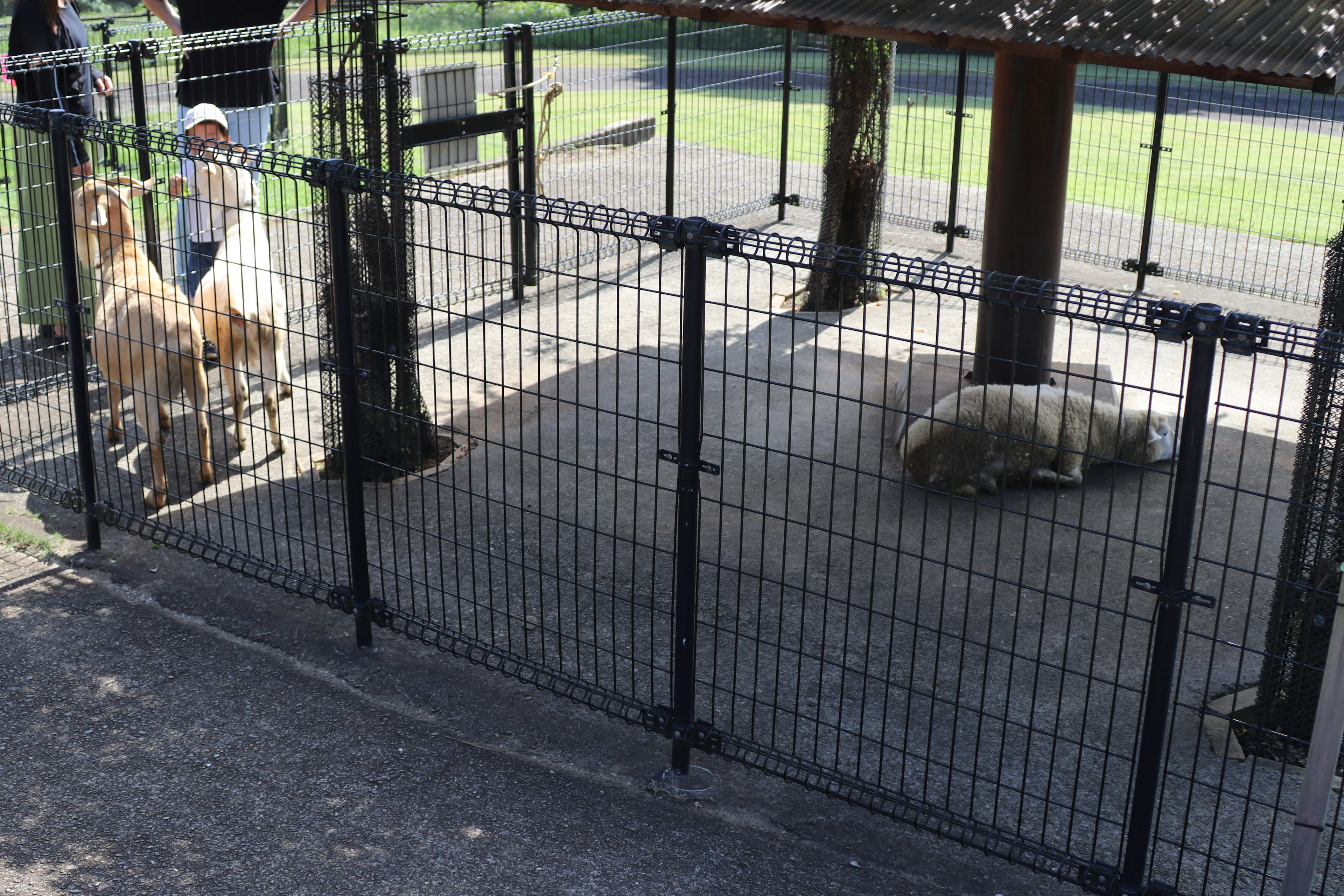 A fenced area in a park with dogs and a child playing