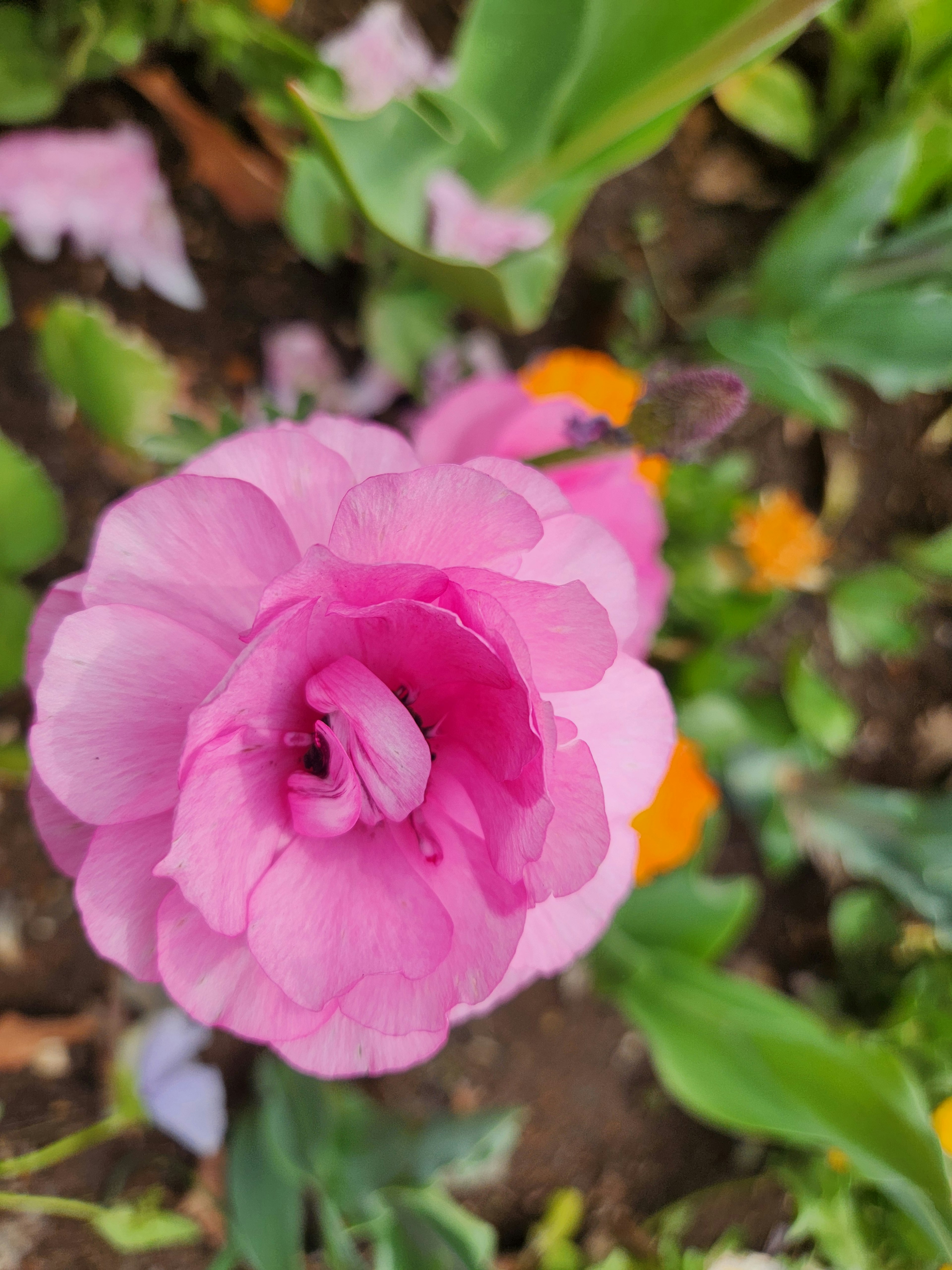 Close-up bunga pink cerah di kebun