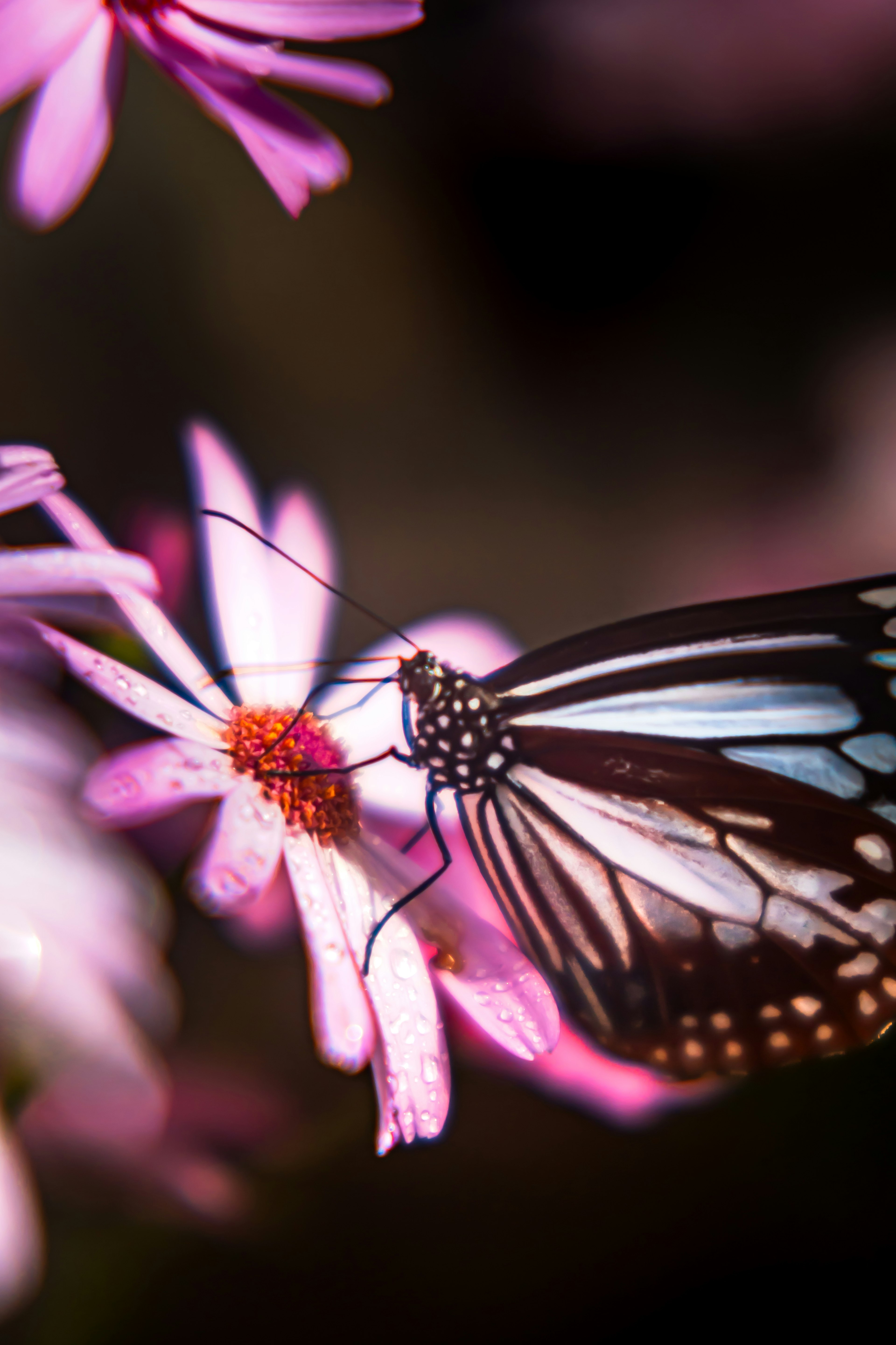 Primer plano de una mariposa azul posada sobre una flor rosa