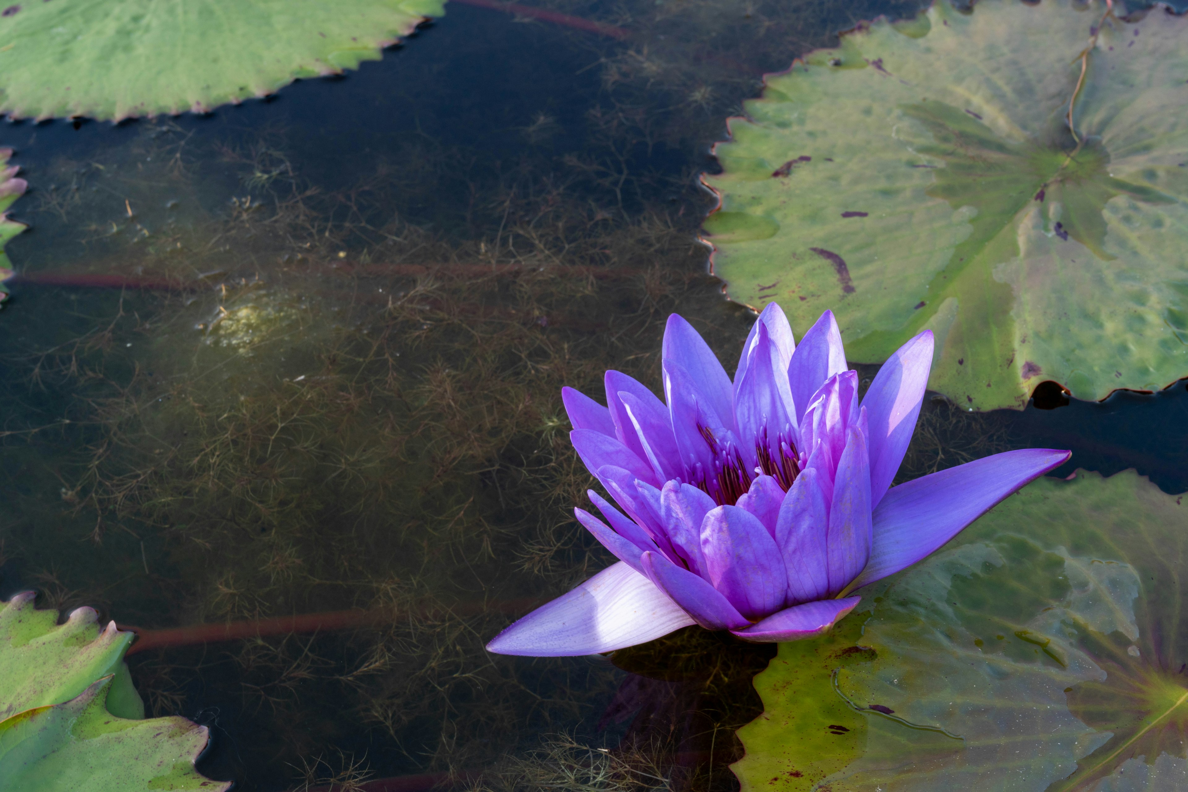 Purple water lily blooming on the surface of a pond with green leaves