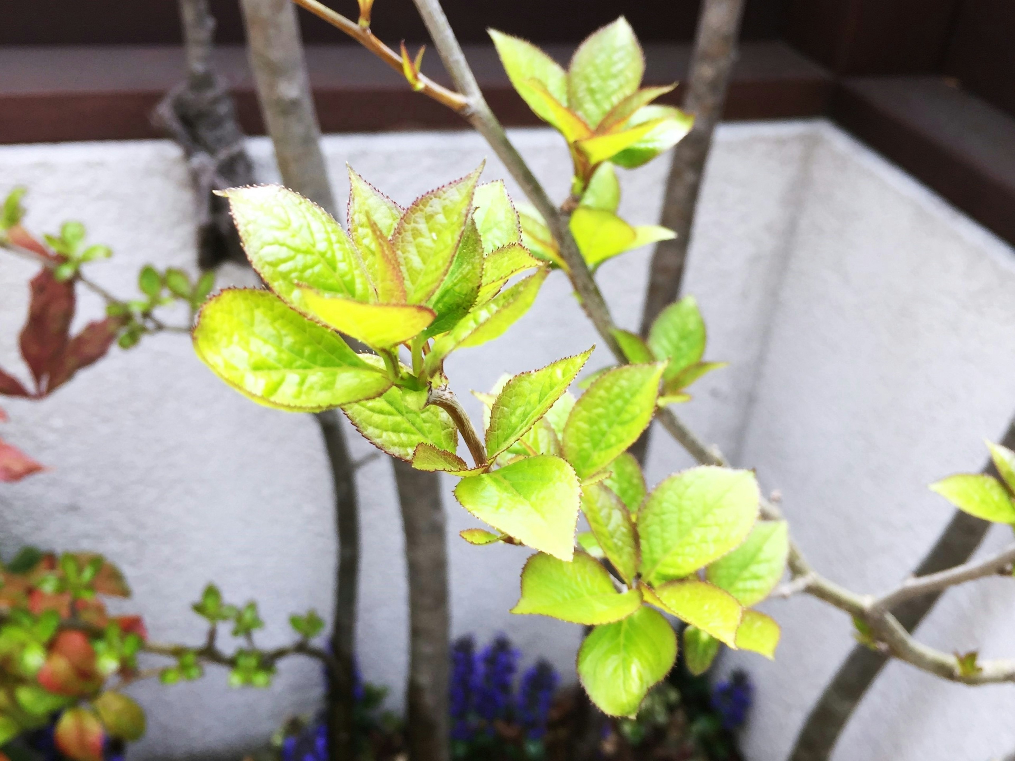 Close-up of vibrant green leaves and branches of a plant