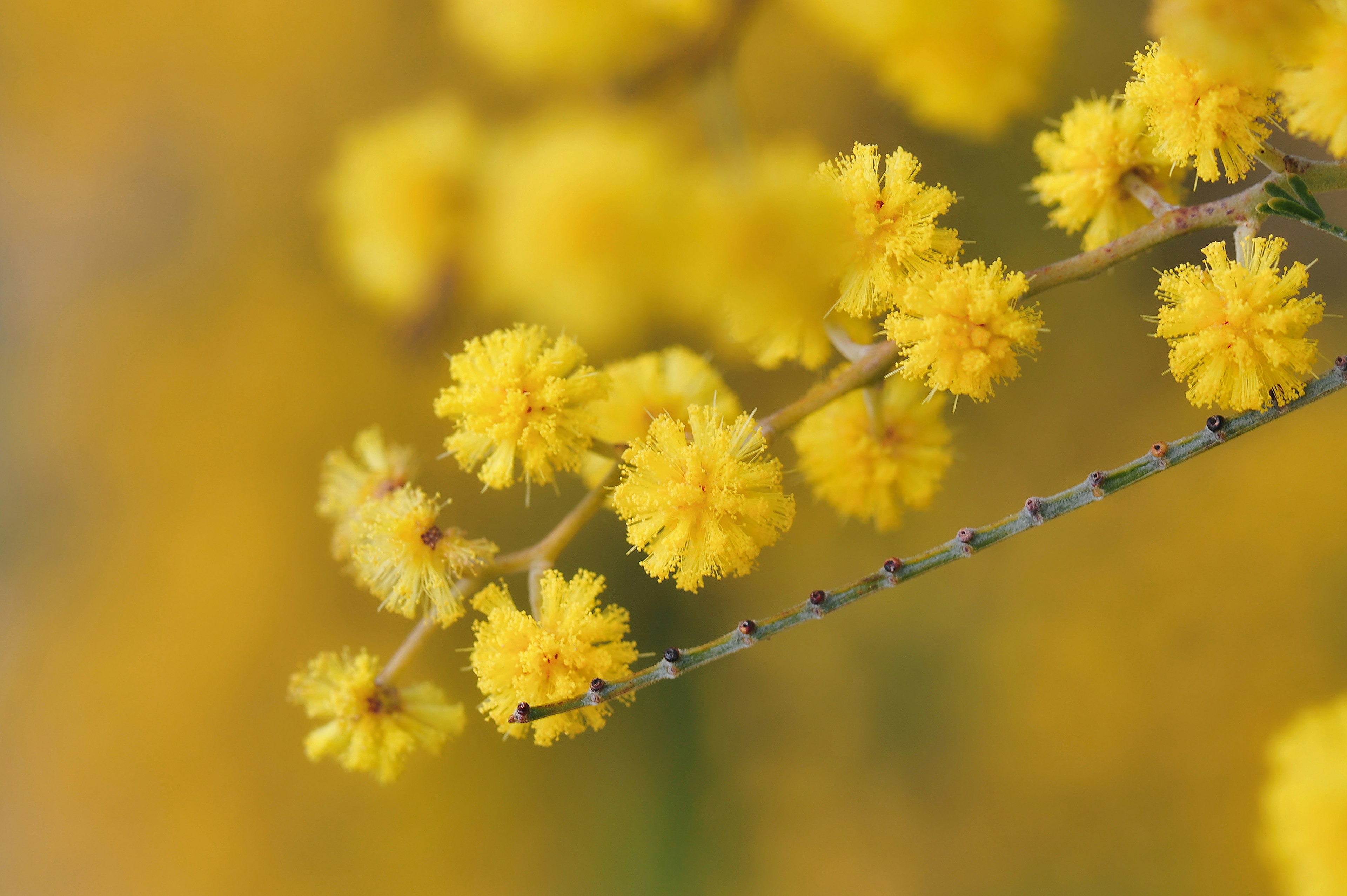 Nahaufnahme von lebhaften gelben Mimosenblüten an einem Ast