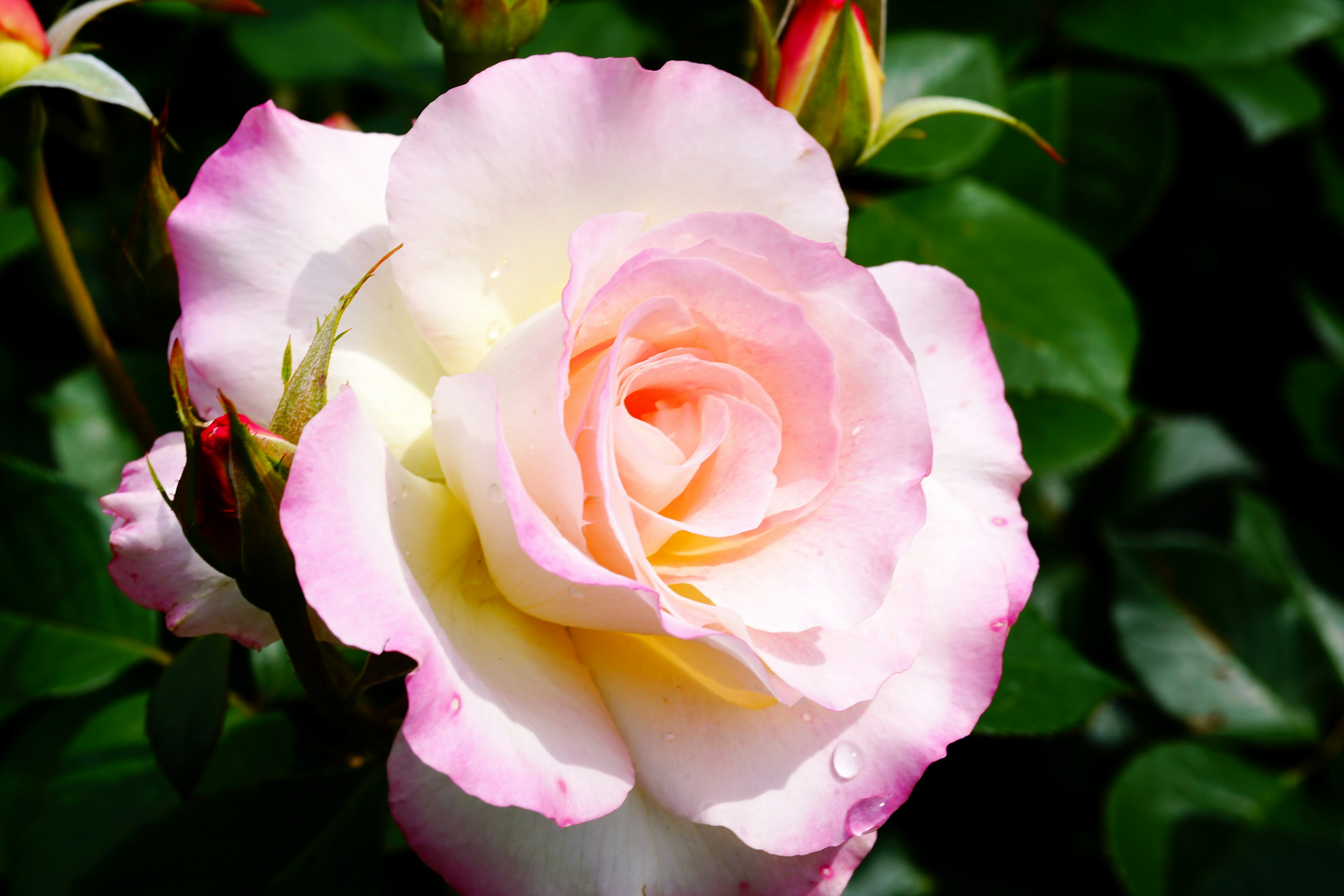 Una rosa rosa pallido e crema che sboccia tra le foglie verdi