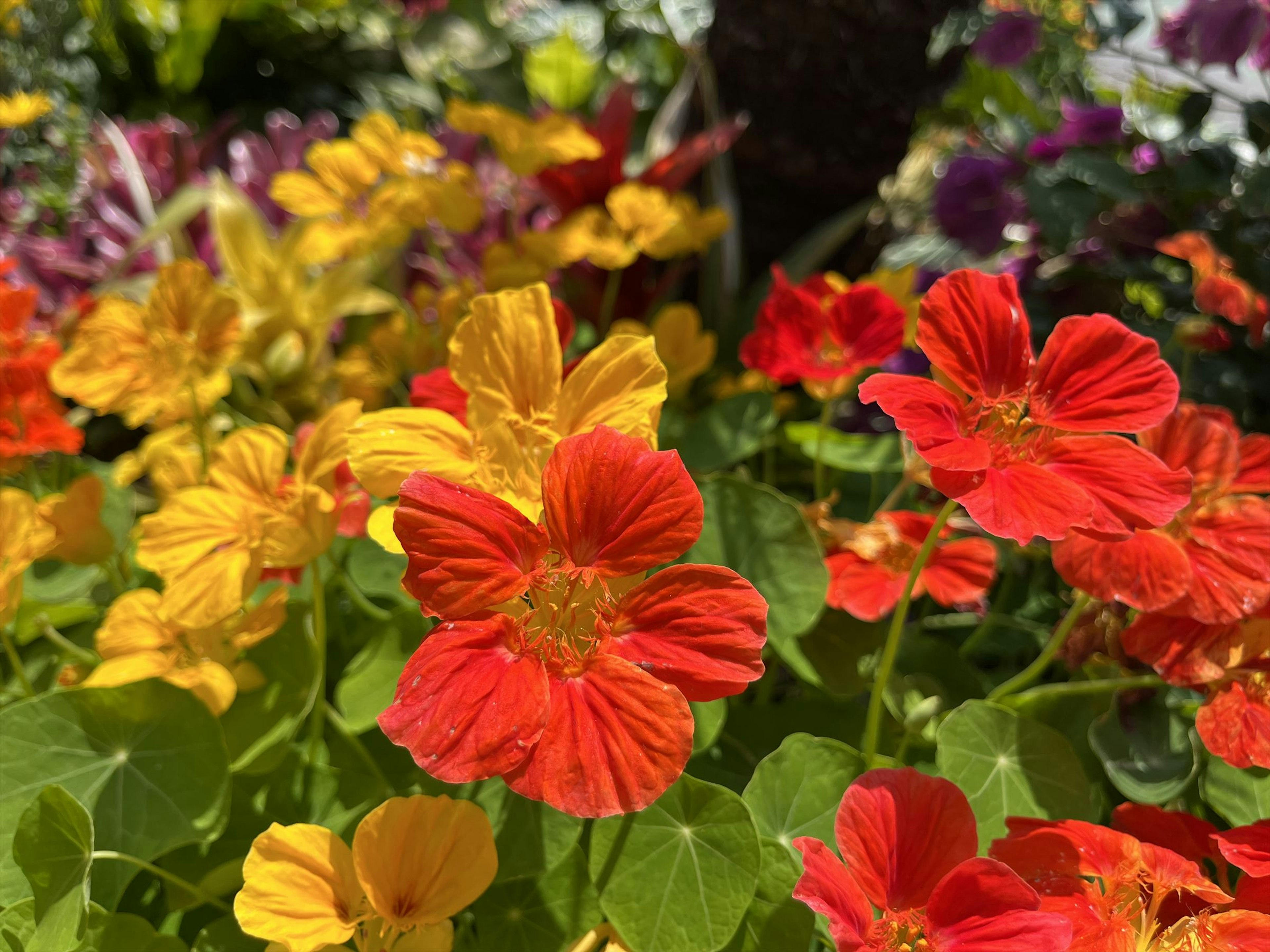 Lebendige rote und gelbe Kapuzinerkresse blühen in einem Garten