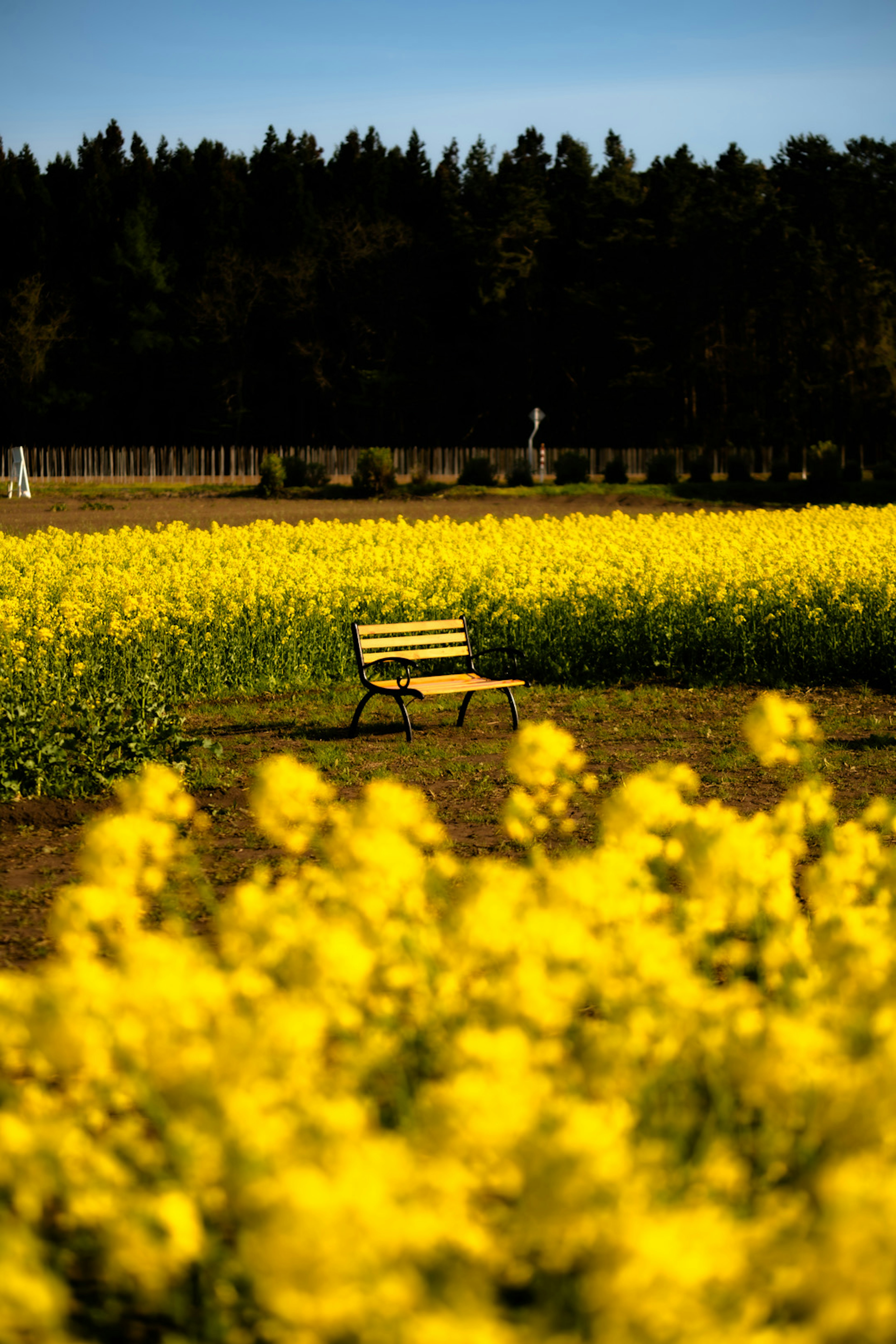 Un banc dans un champ de fleurs jaunes avec des arbres en arrière-plan