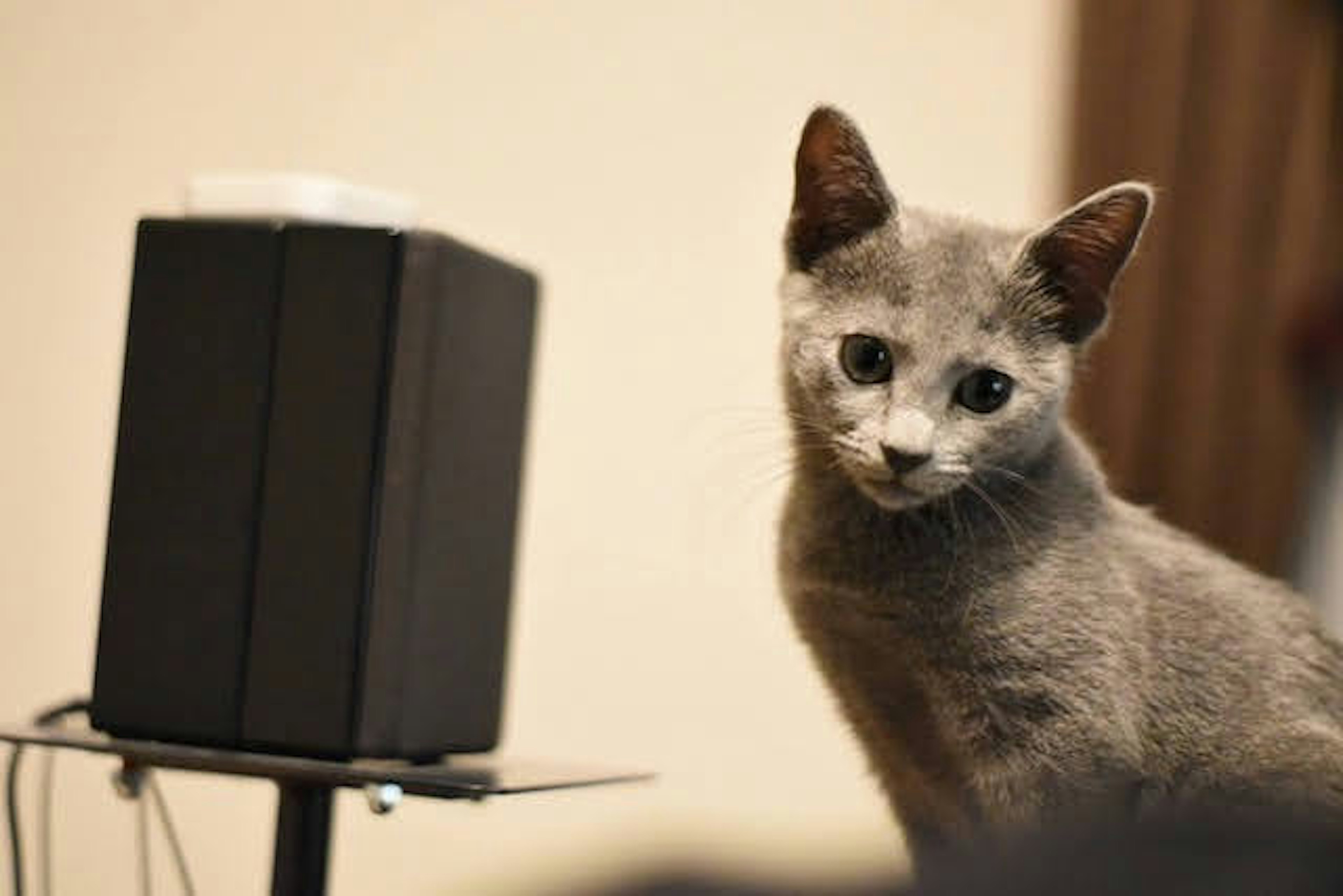 Gato gris sentado al lado de un altavoz