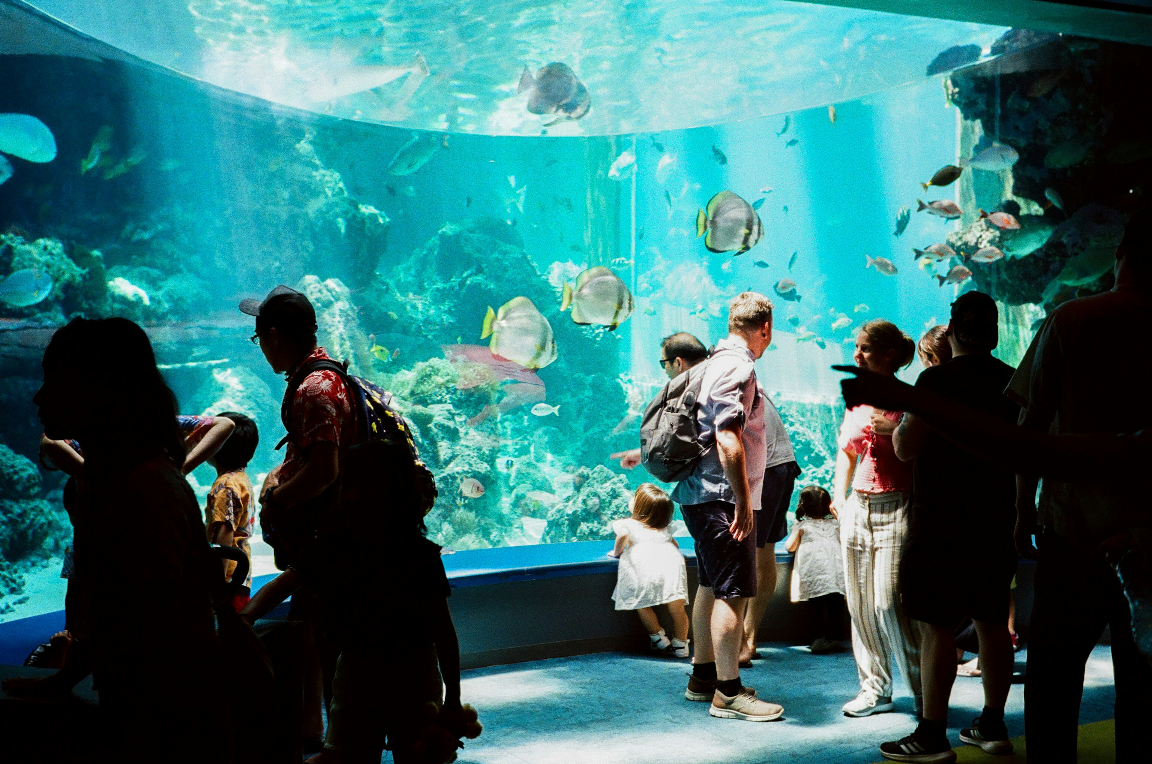 水族館の大きな水槽と観客が楽しんでいる様子