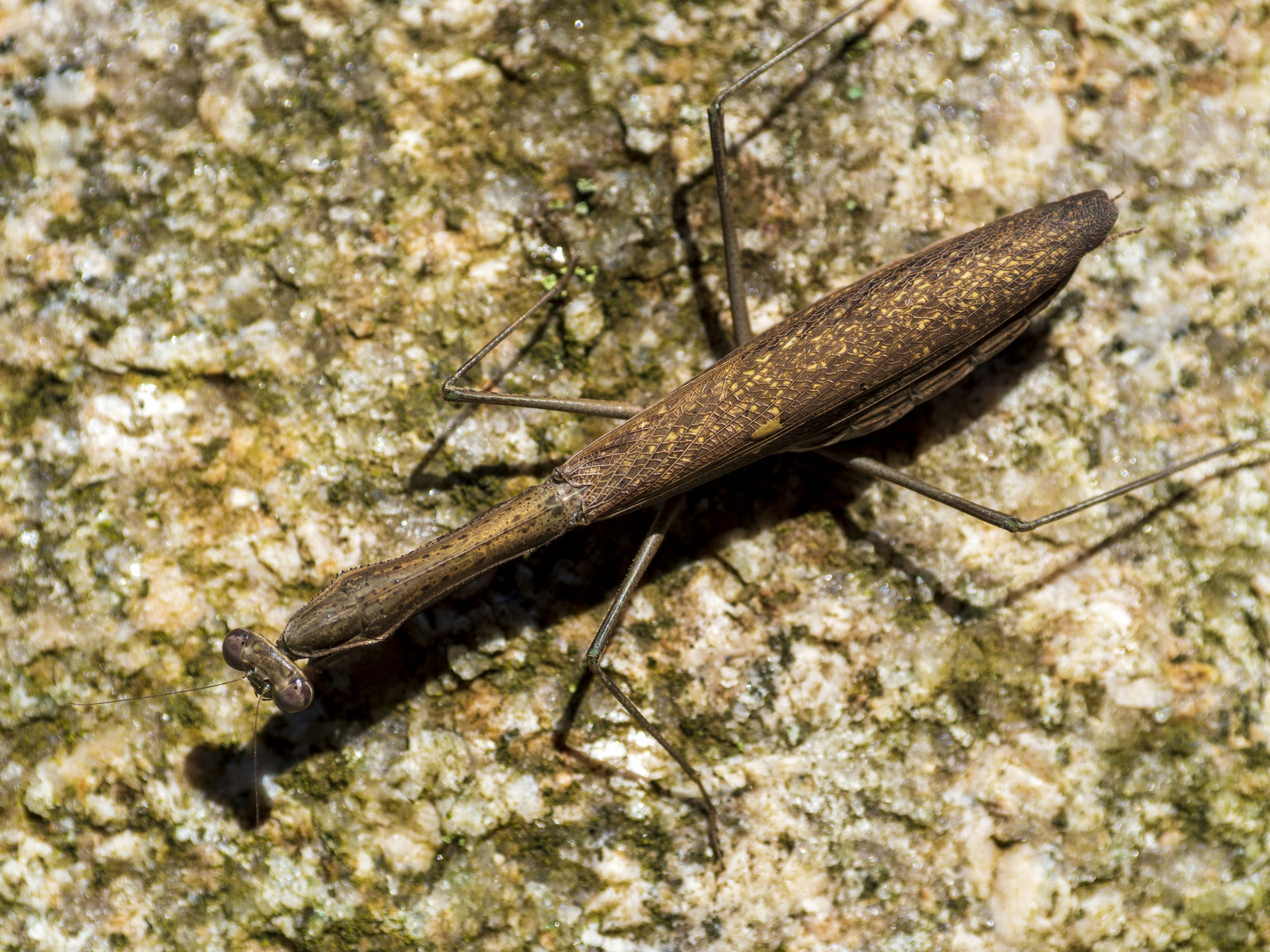 Un insecte long et mince ressemblant à un bâton reposant sur une roche