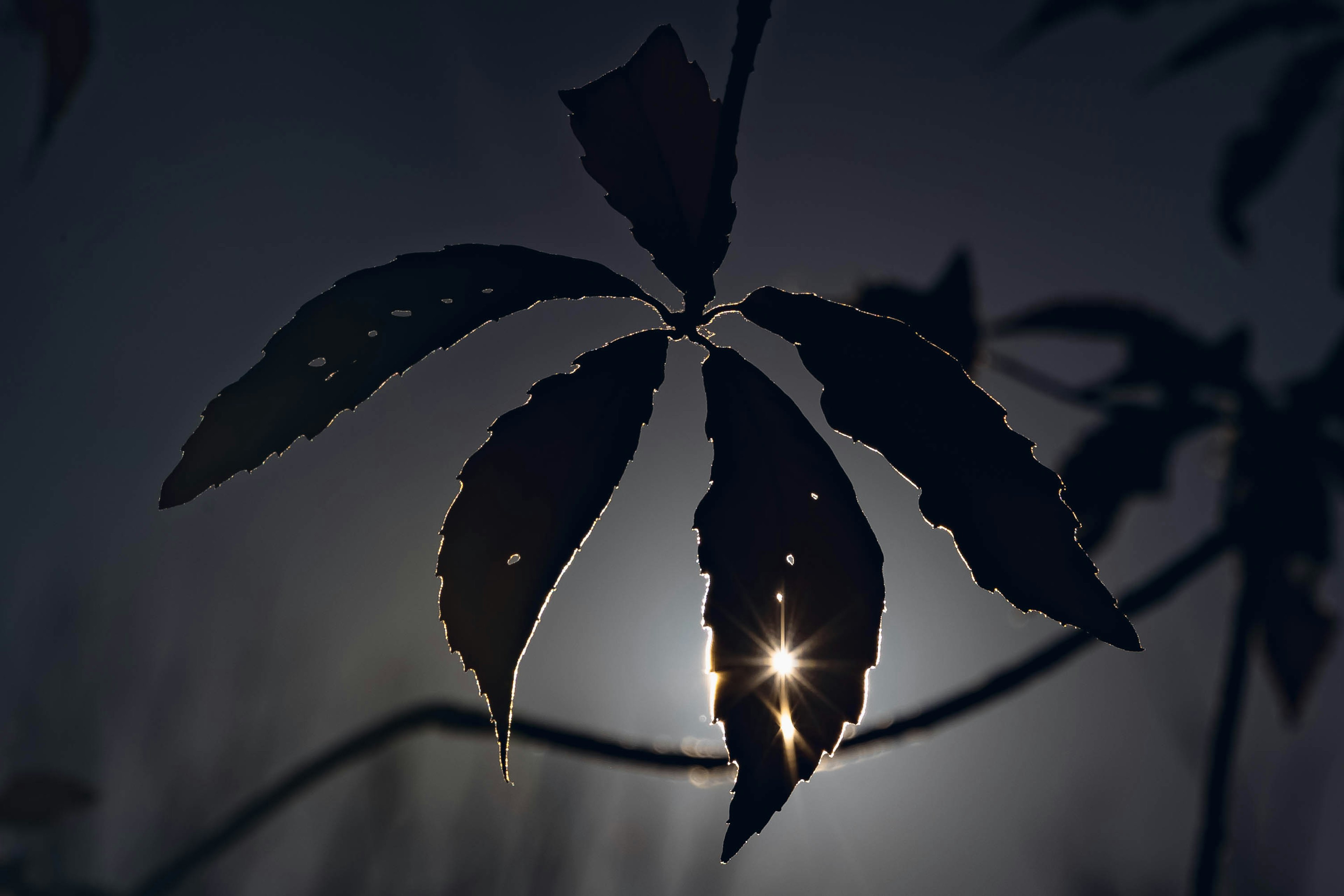 Silhouette di foglie su uno sfondo scuro con riflessi di luce