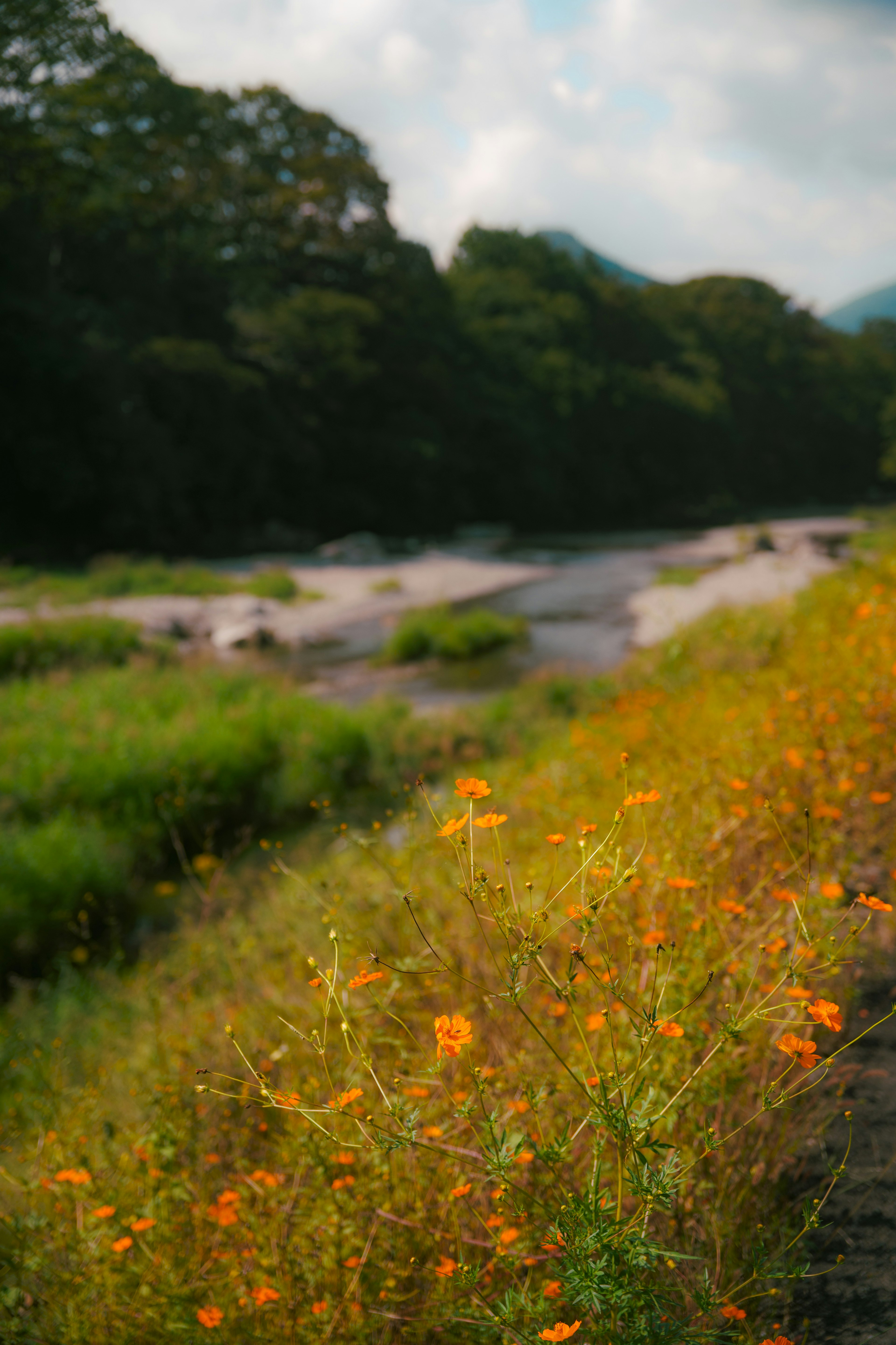 川沿いのオレンジ色の花々と緑の草原の風景