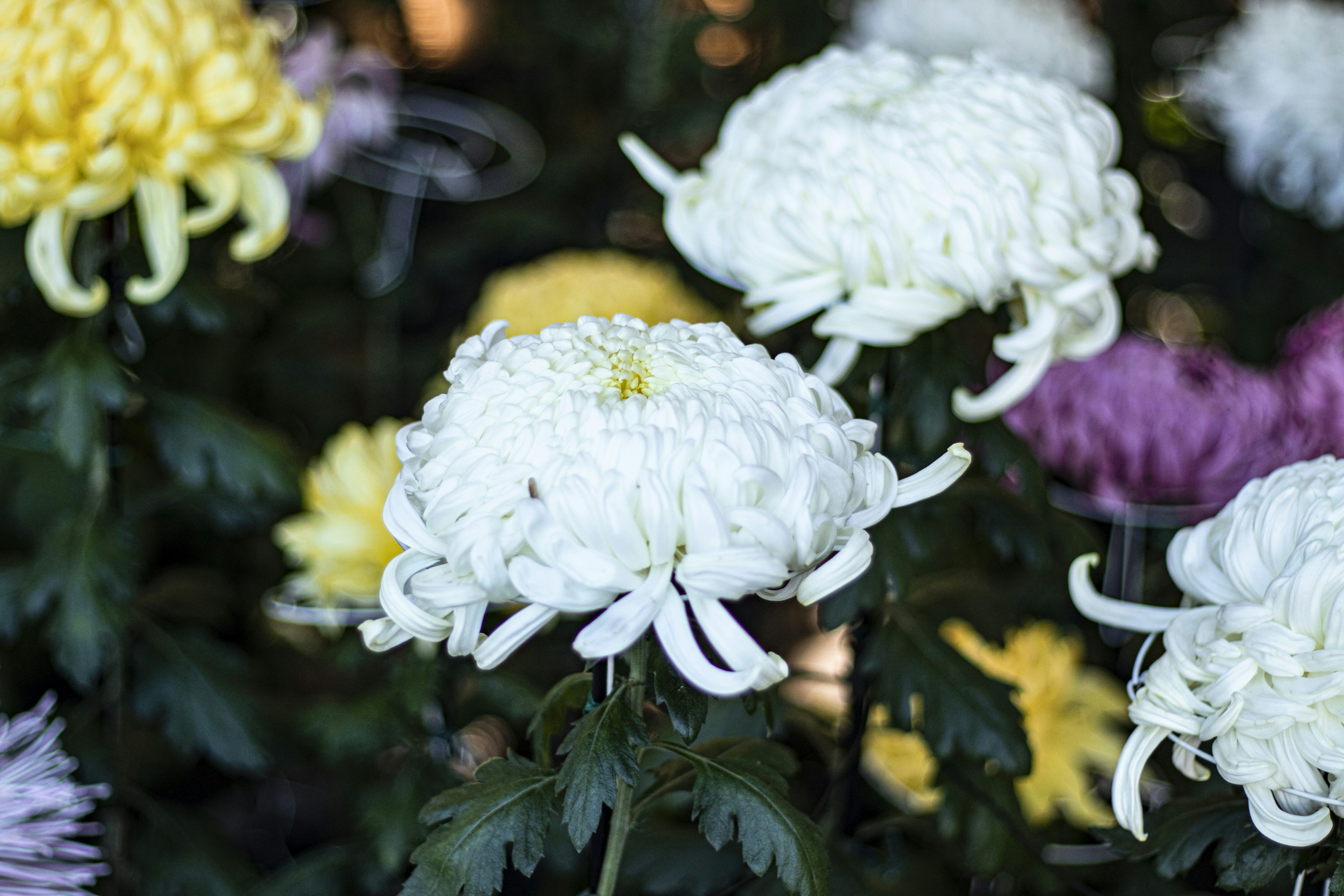 White chrysanthemums in bloom with colorful chrysanthemums in the background