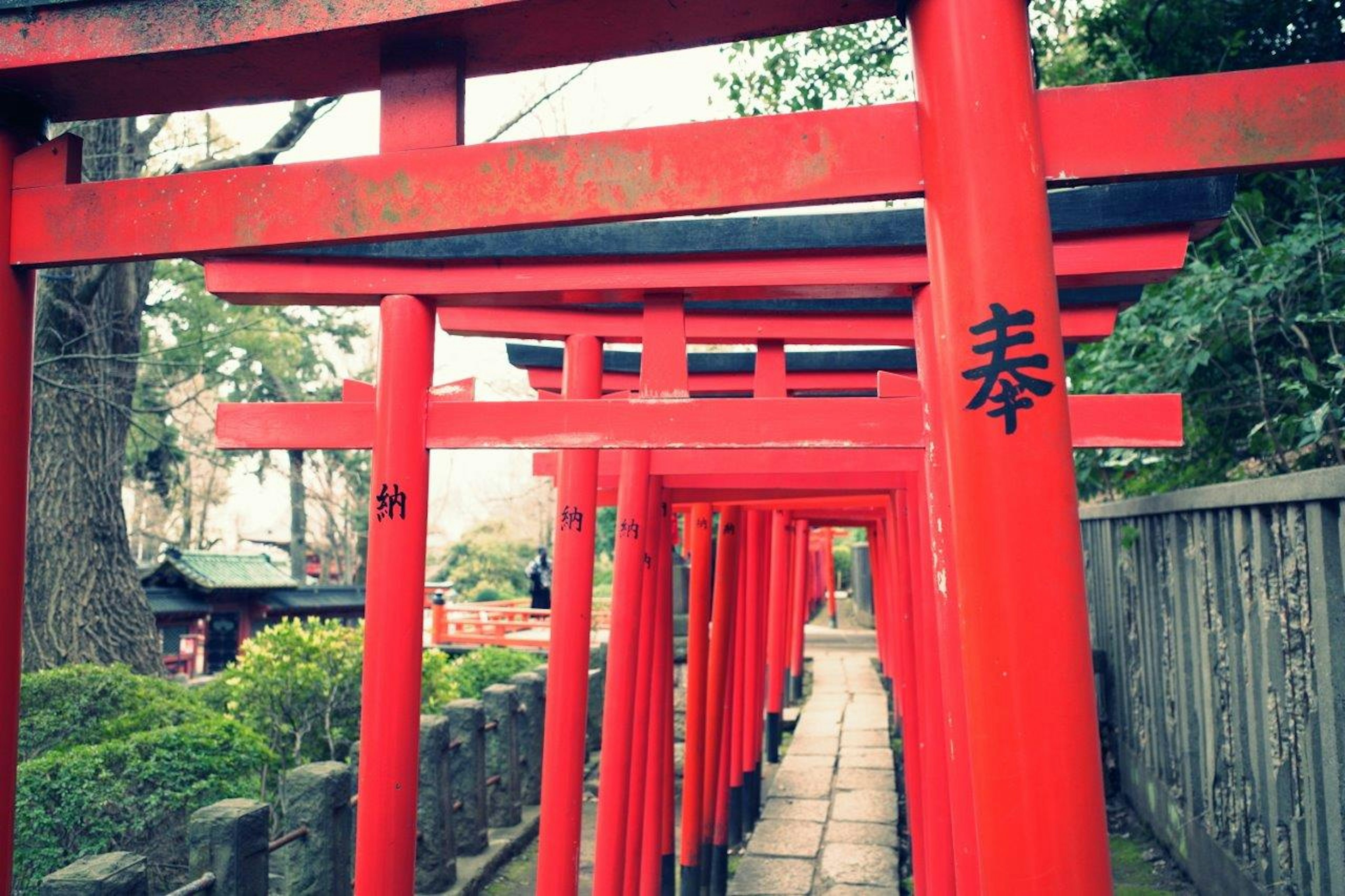 赤い鳥居が並ぶ神社の道