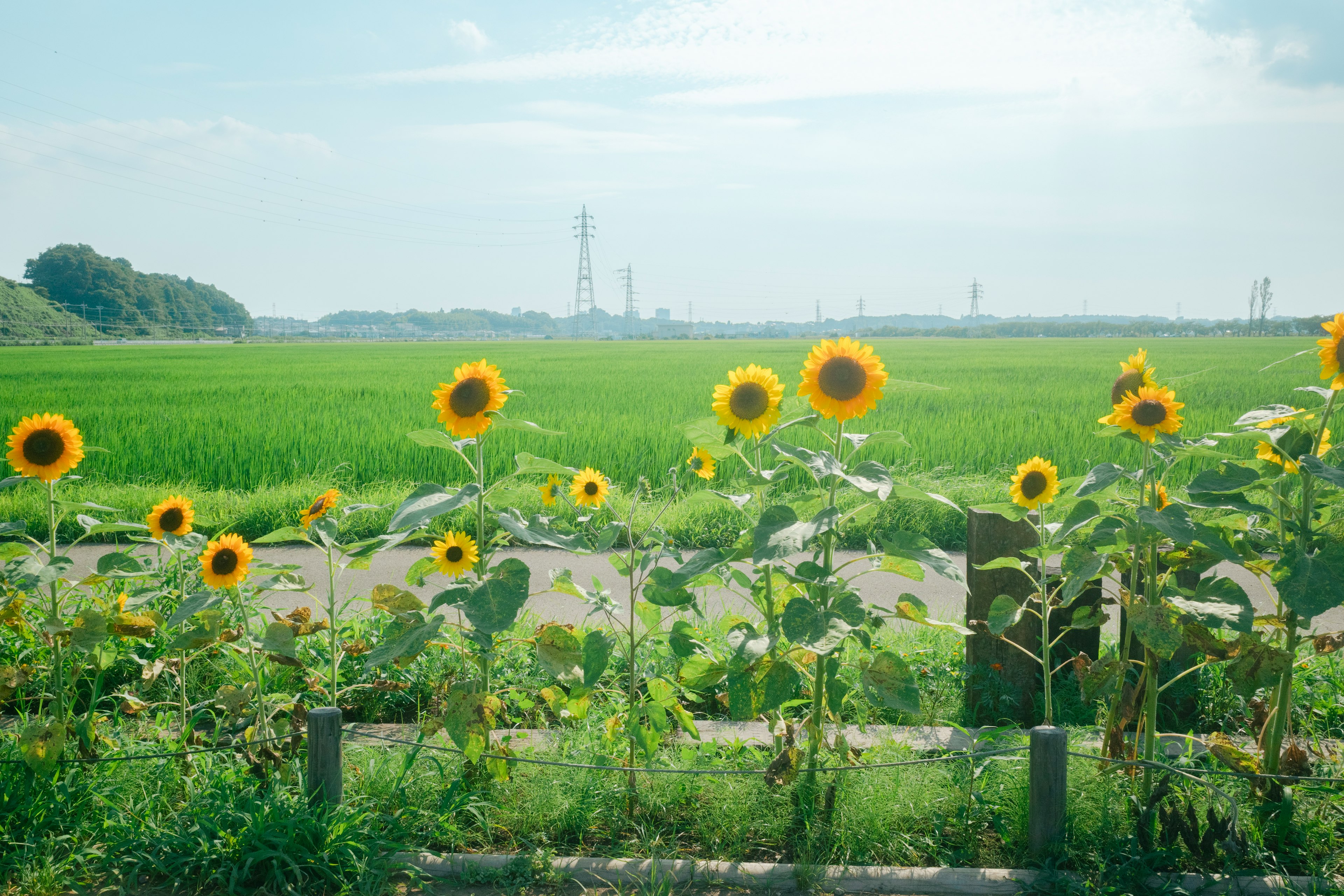 ひまわりの花が並ぶ田園風景 緑の田んぼが広がる