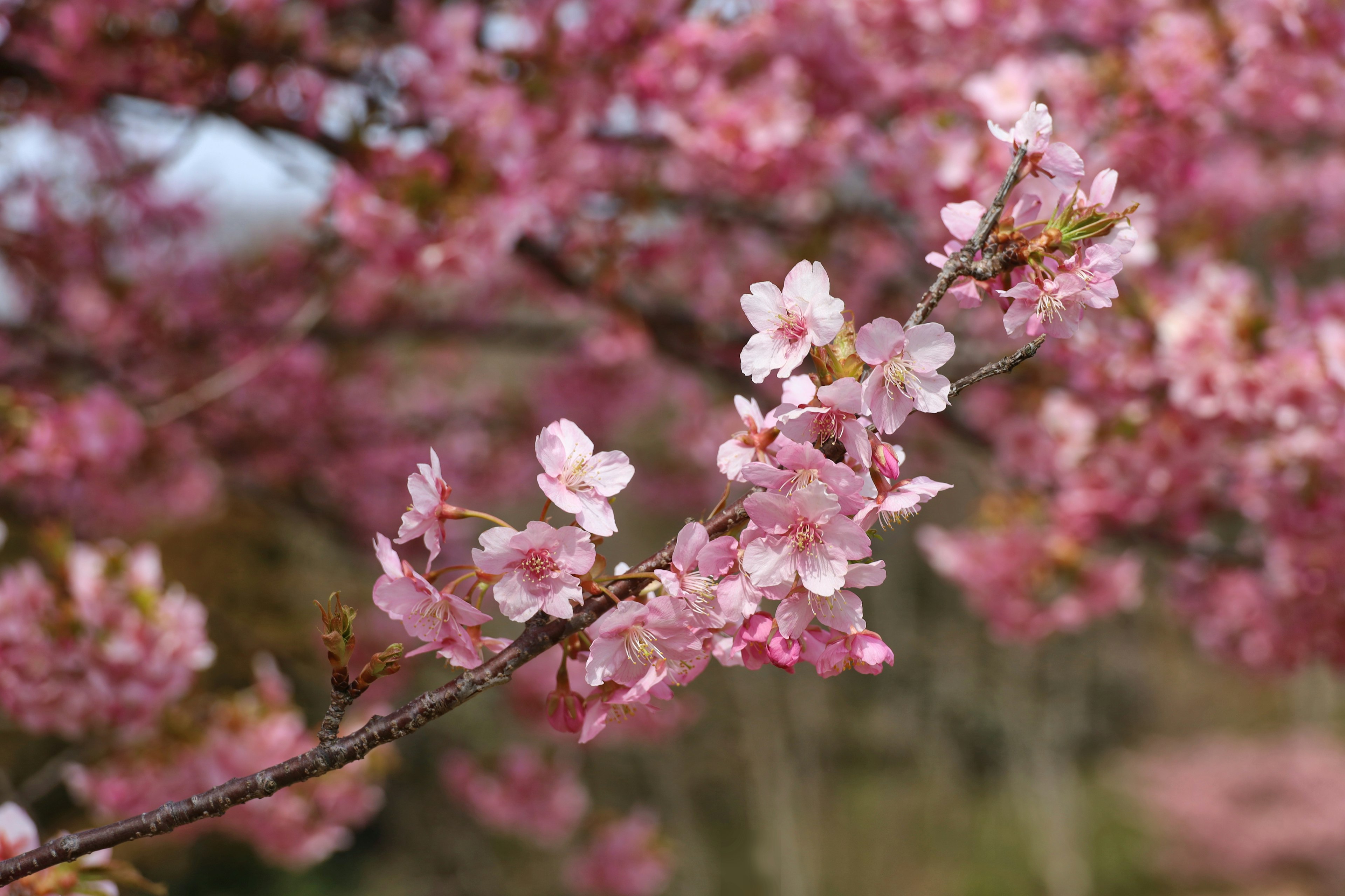 Acercamiento de una rama de cerezo con flores rosas y fondo verde