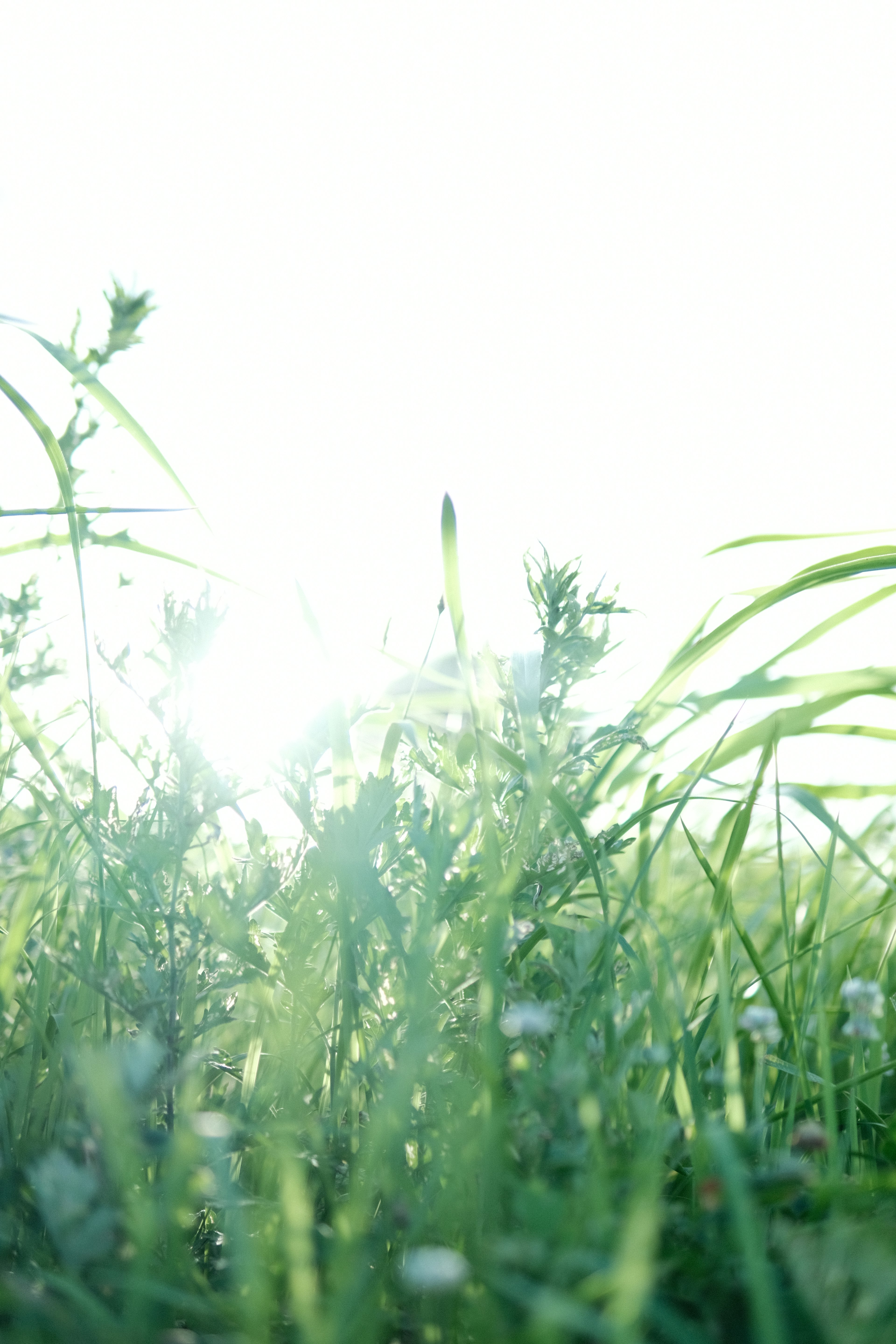 Una escena brillante con hierba verde y pequeñas flores iluminadas por la luz del sol