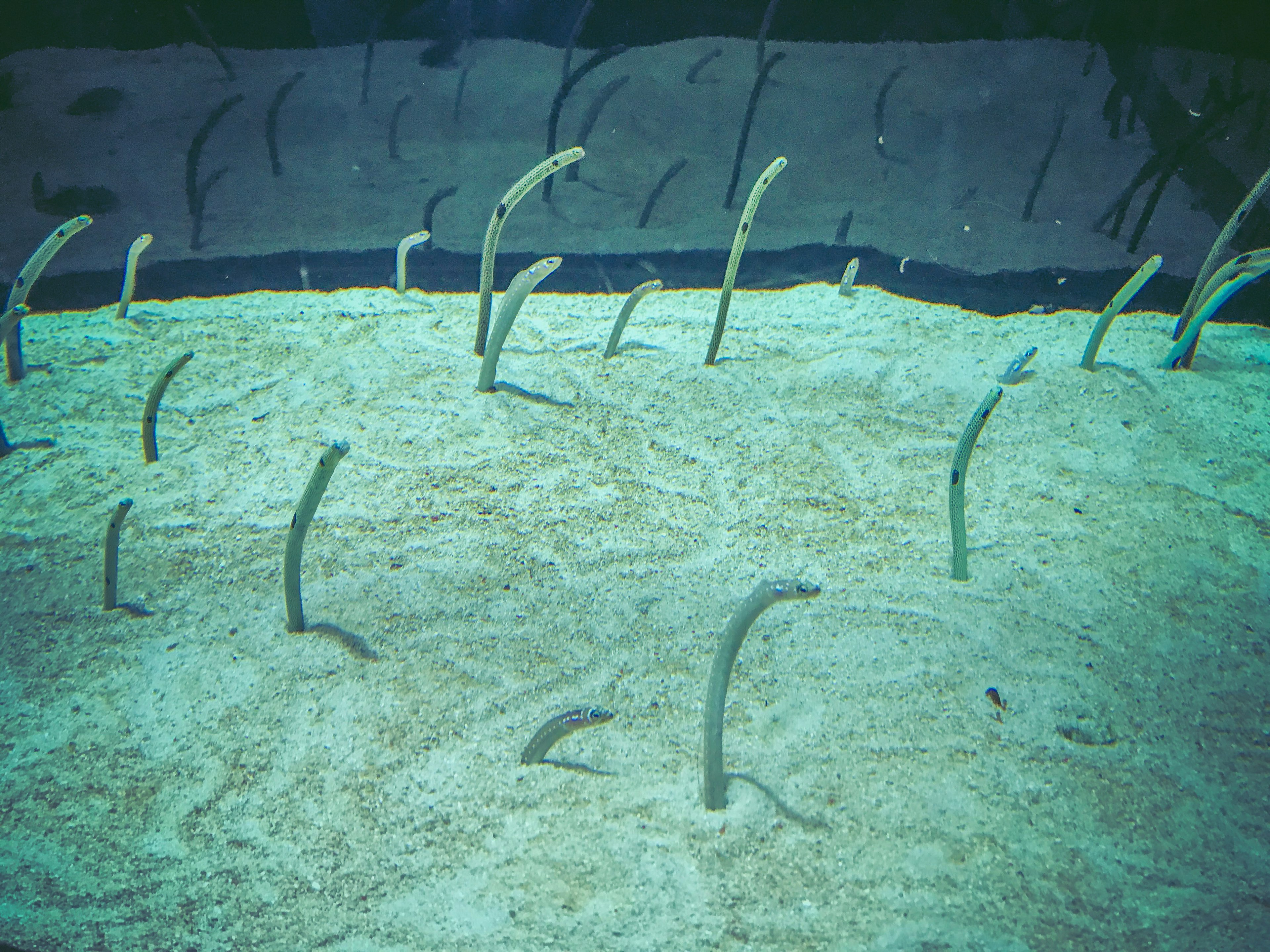 Underwater scene with eel-like creatures emerging from the sand