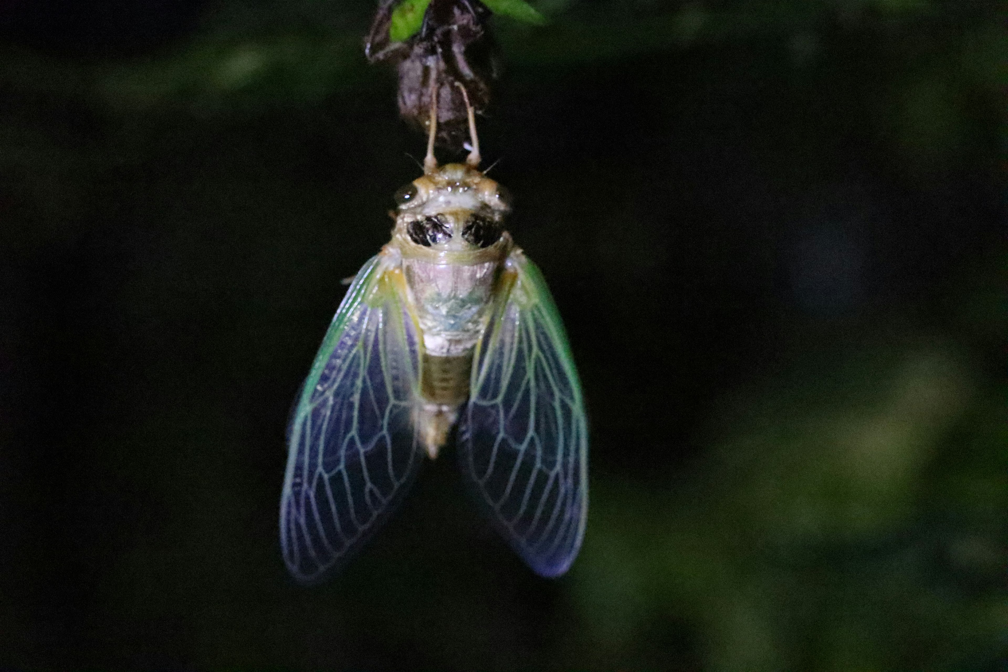 A cicada with transparent wings hanging from a tree