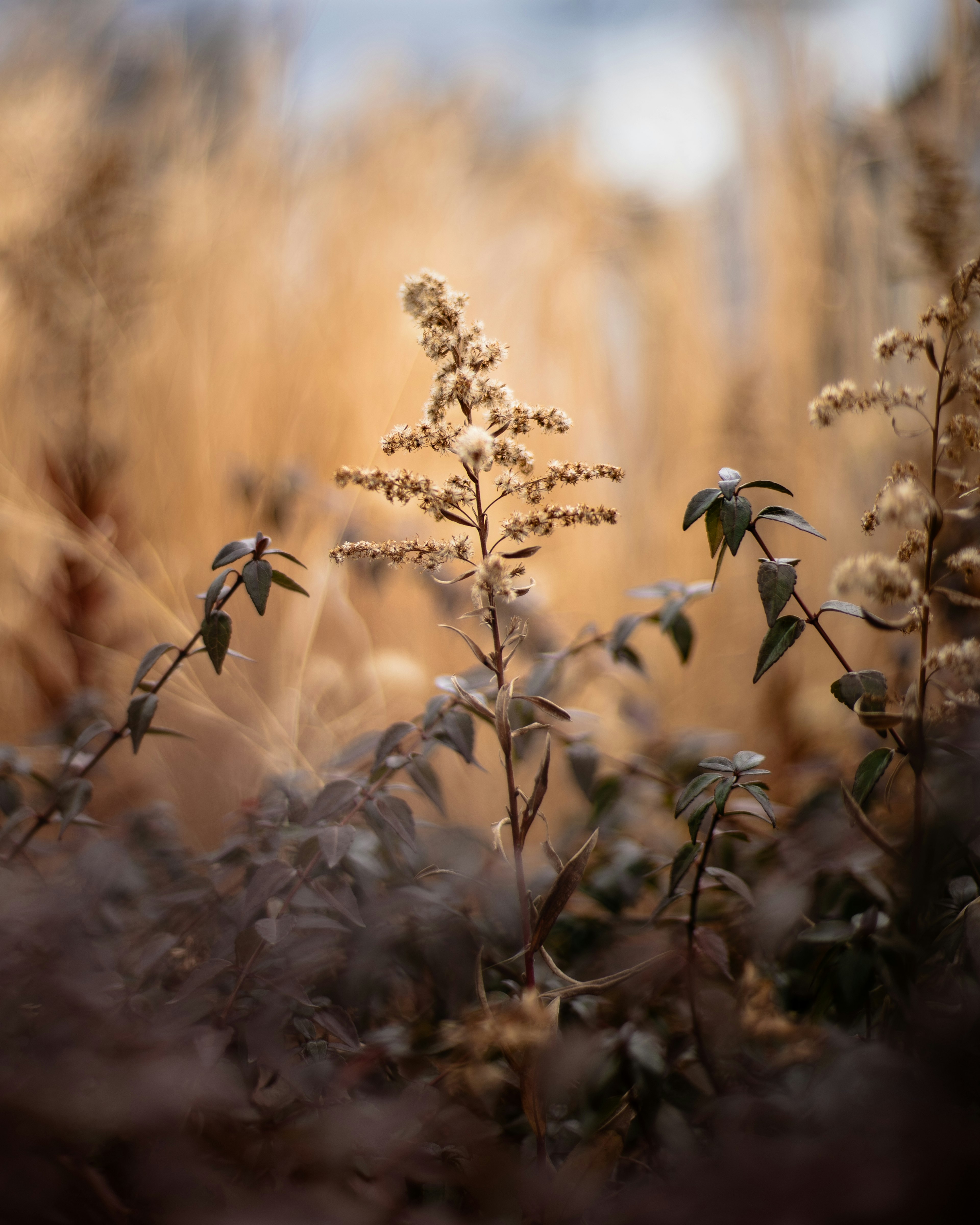 Gros plan de plantes sèches sur un fond doux