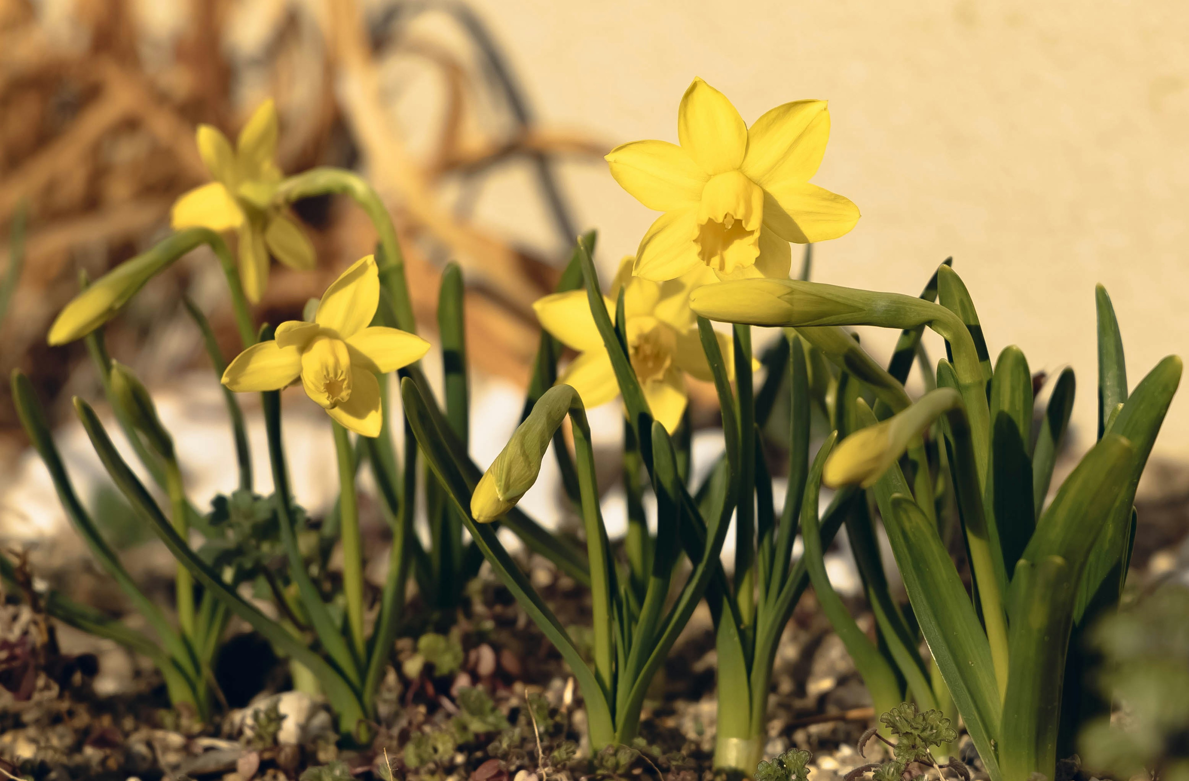 Un gruppo di narcisi gialli che fioriscono in un giardino