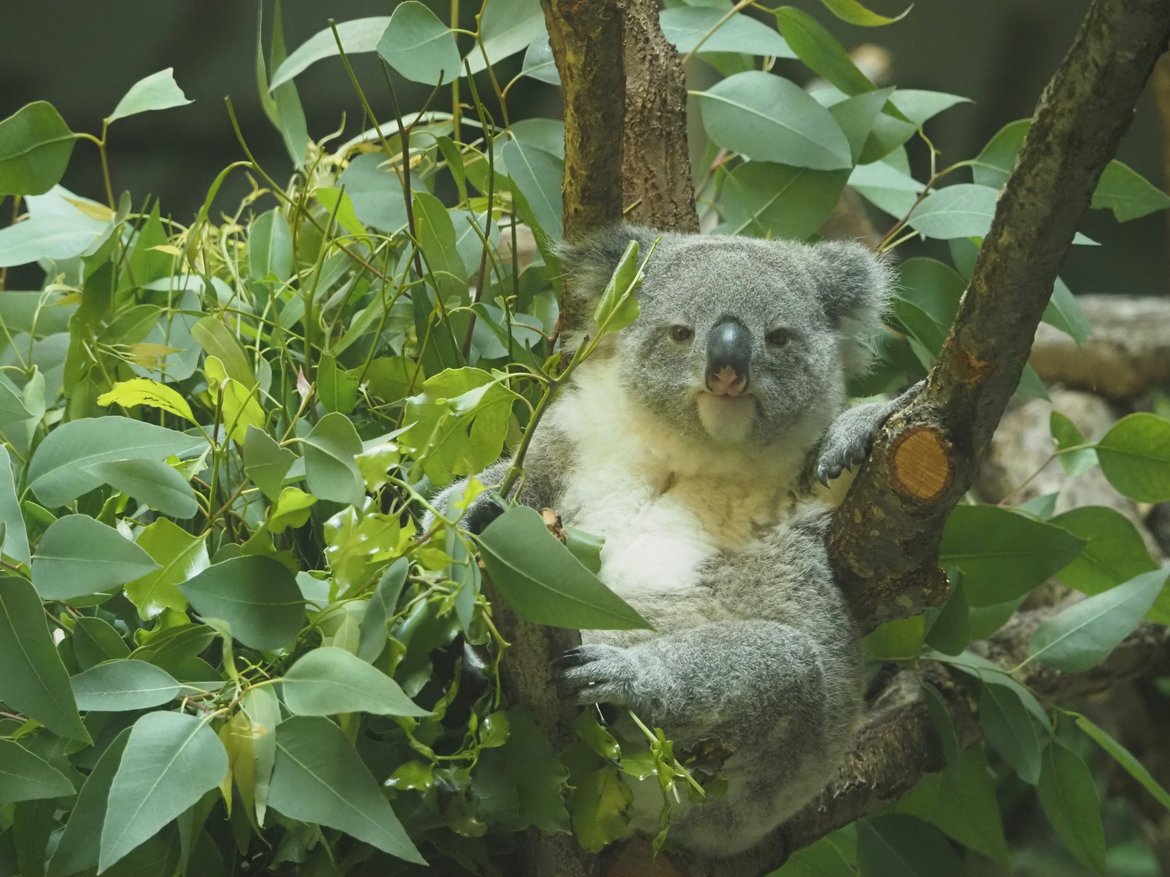 A koala relaxing among green leaves in a tree