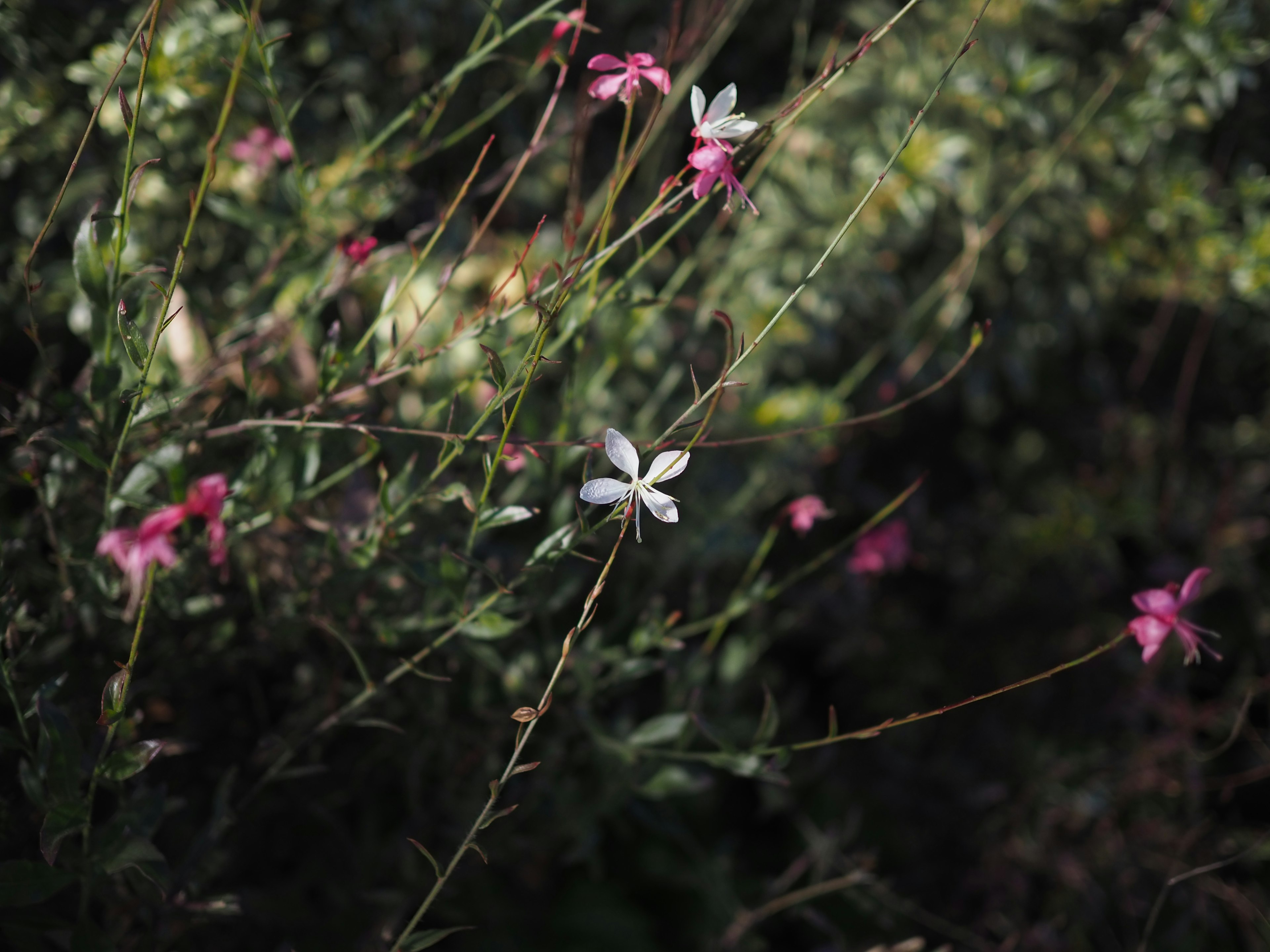 白い花とピンクの花が咲く緑の植物の背景