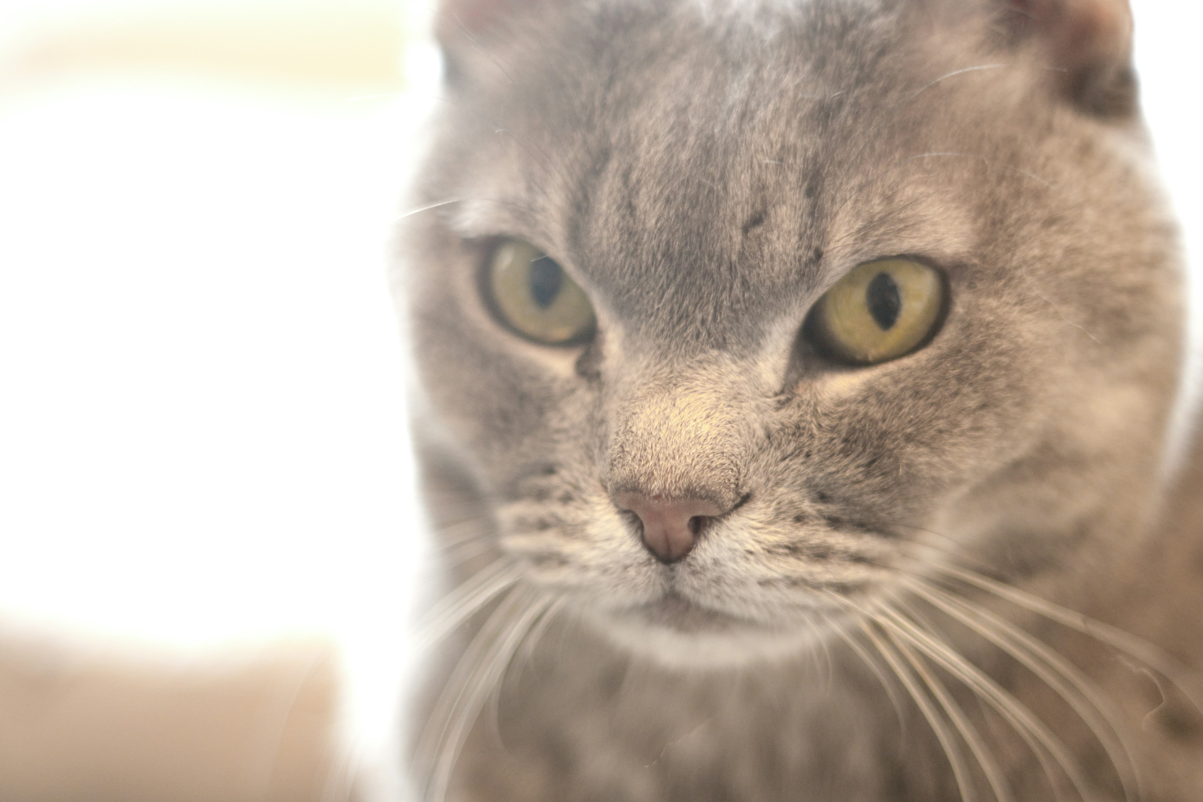 Primo piano di un gatto grigio con occhi gialli distintivi e uno sfondo luminoso