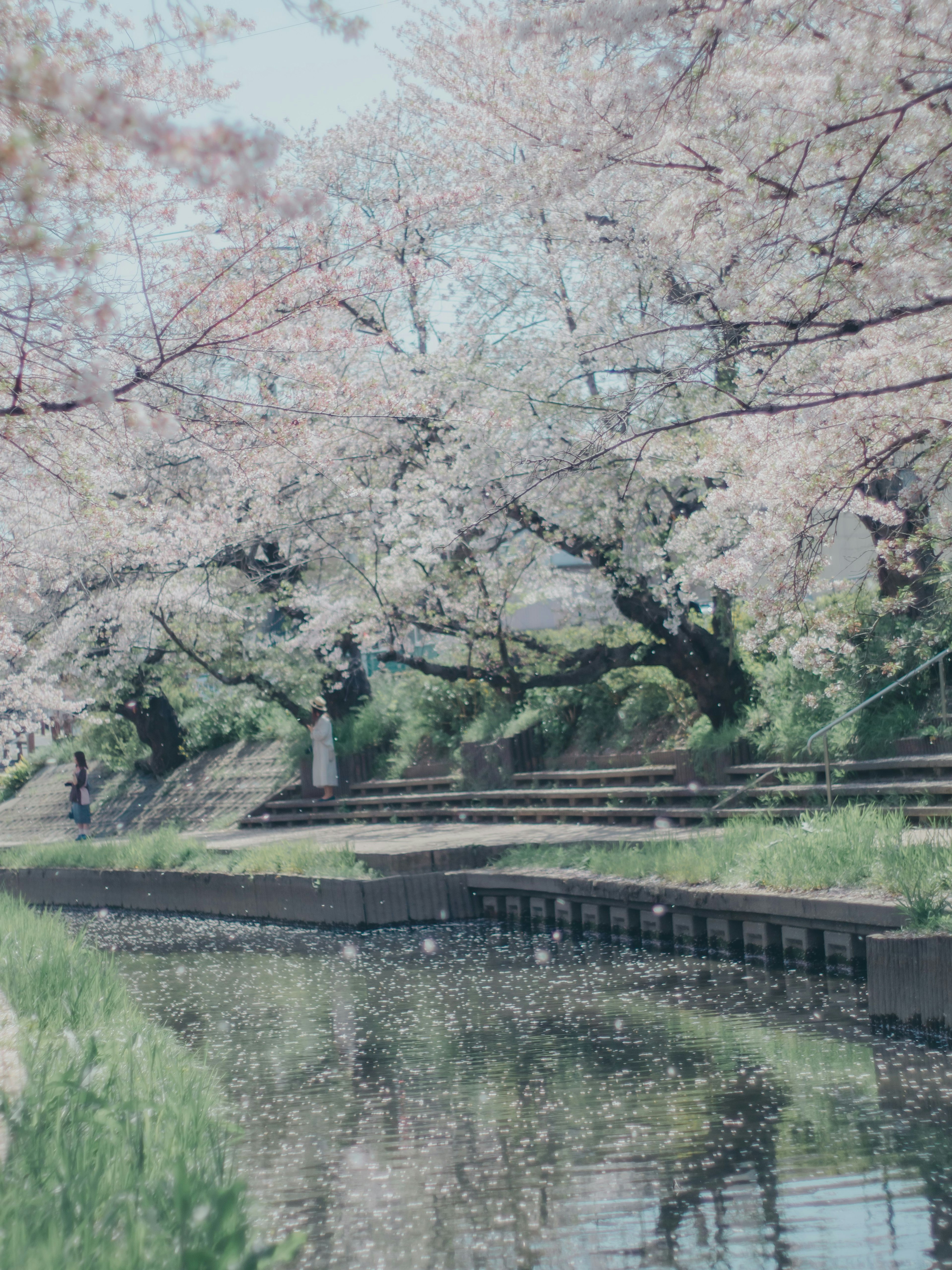Vista escénica de cerezos en flor a lo largo de un río con personas paseando en un entorno primaveral sereno