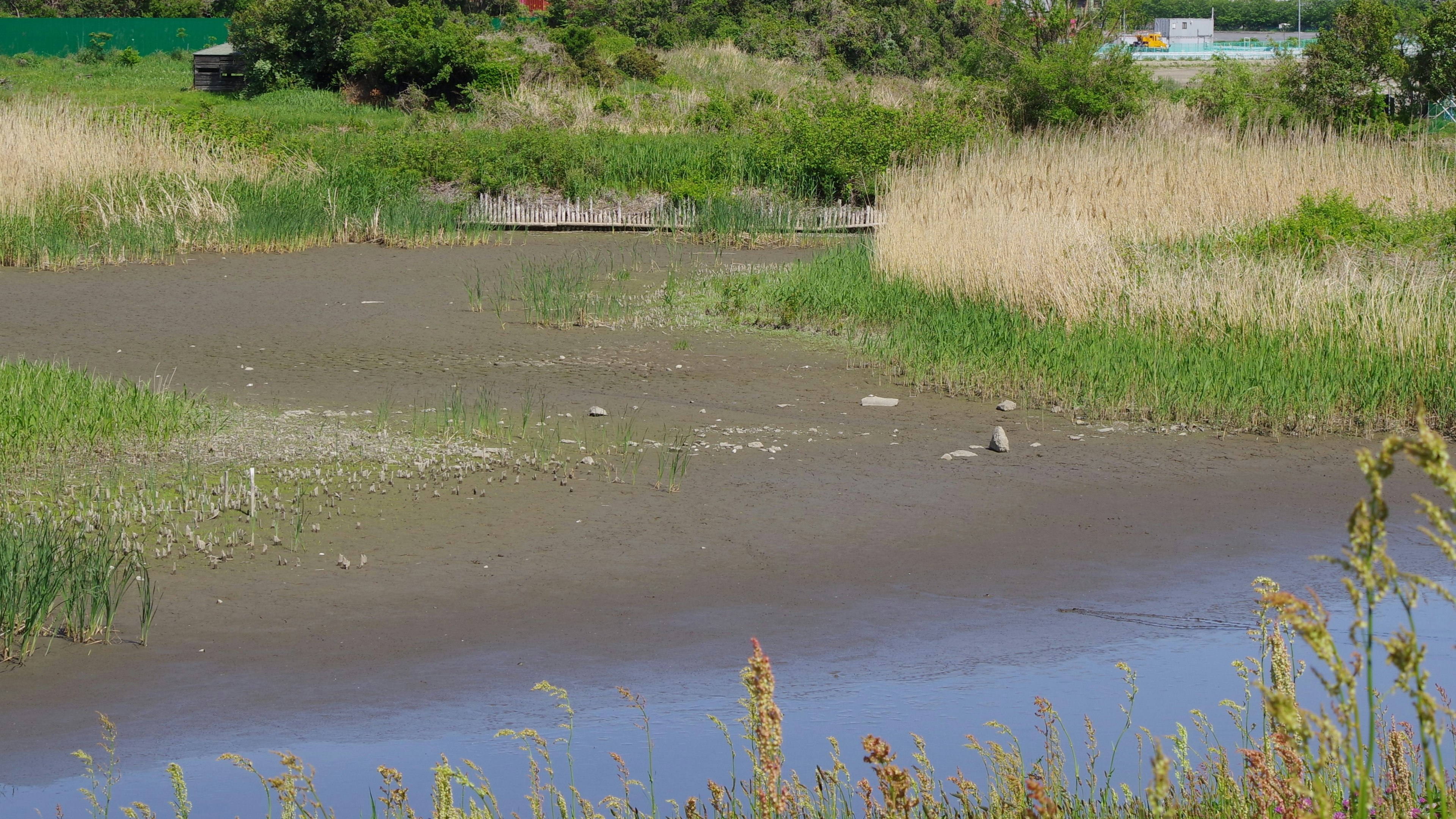 Feuchtgebietlandschaft mit Gras und Wasseroberfläche