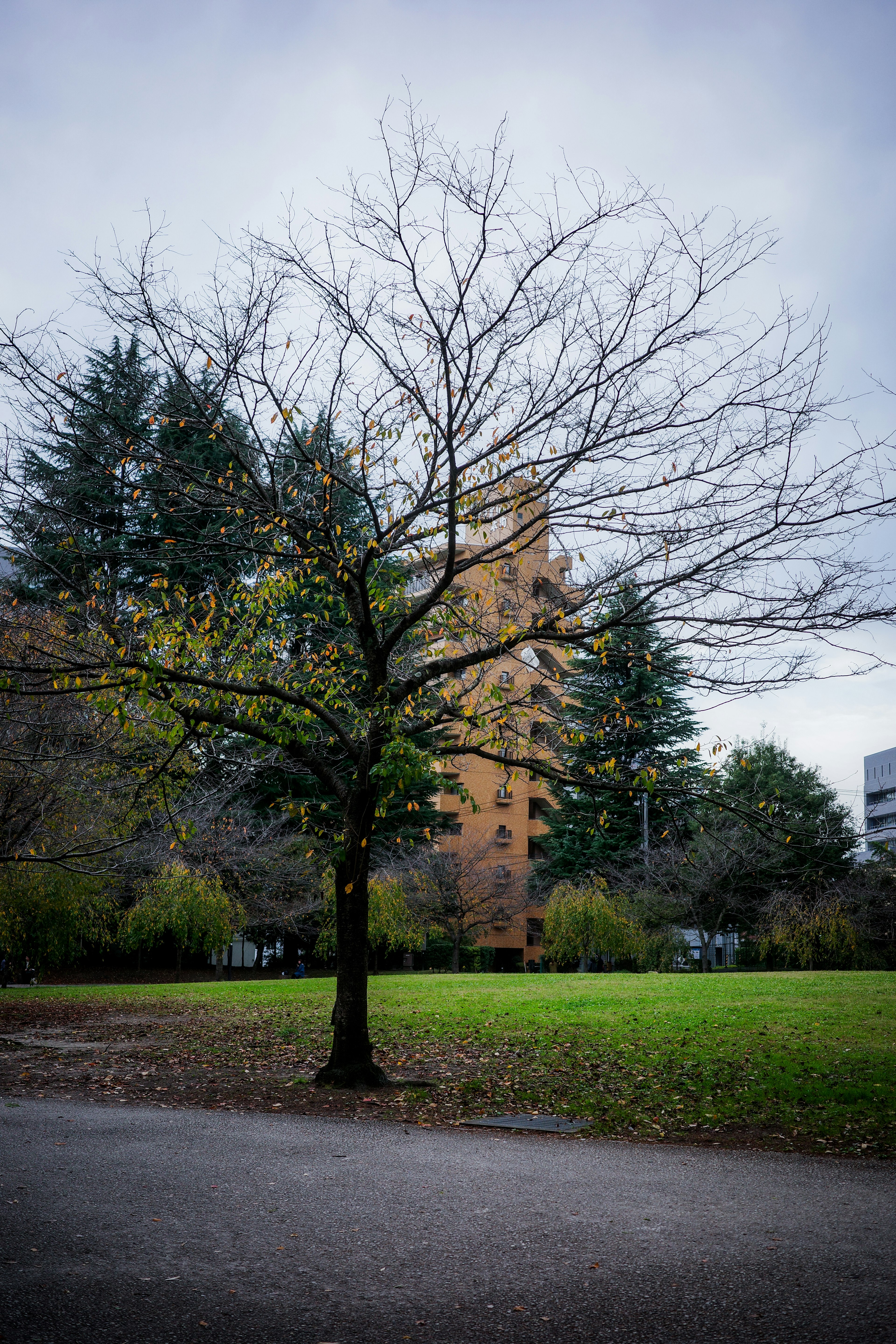 Bare tree in winter landscape with a building in the background