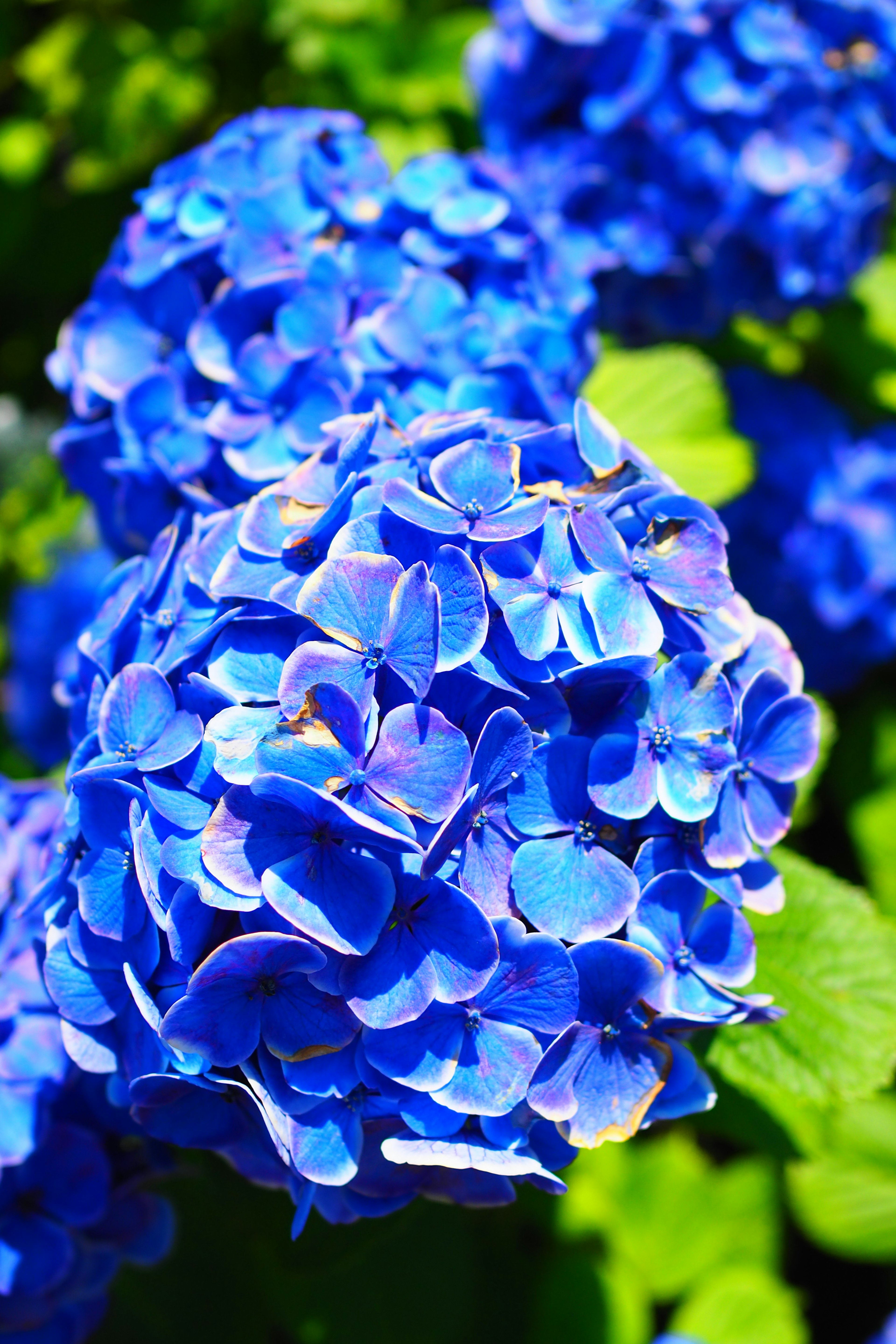 Vibrant blue hydrangea blooms surrounded by green leaves