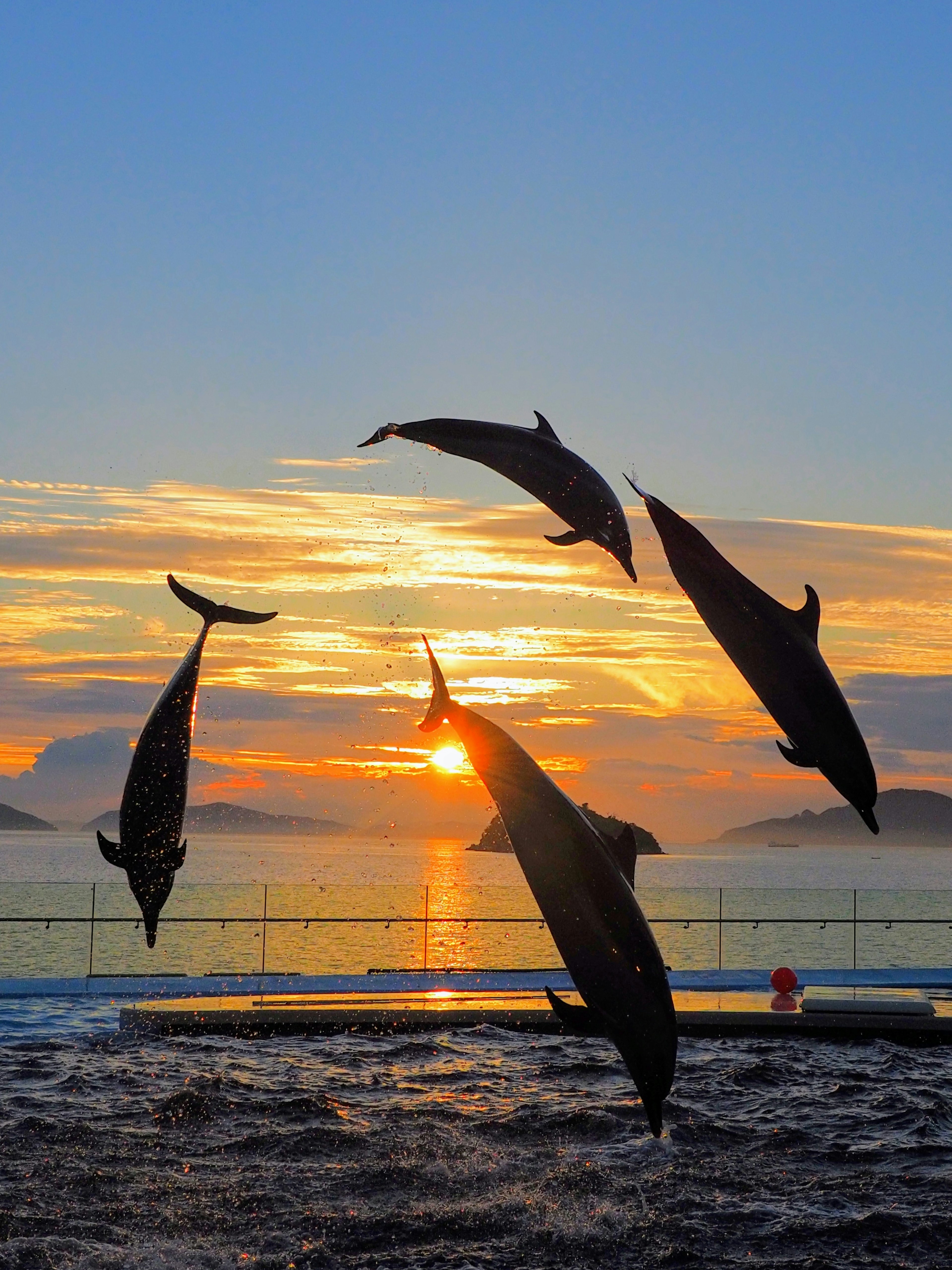 Des dauphins sautant sur fond de coucher de soleil