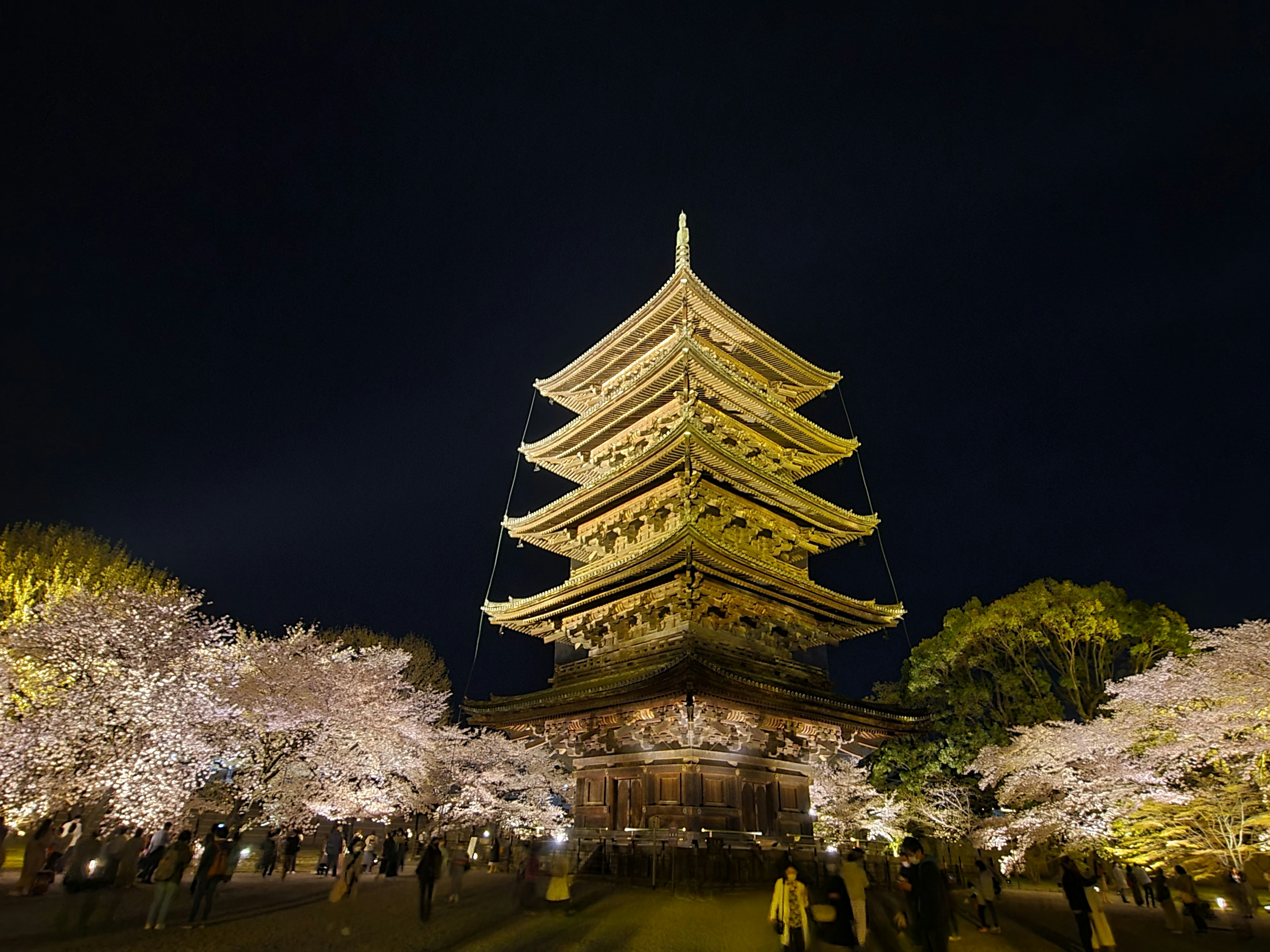 Beautiful view of cherry blossoms and five-story pagoda at night