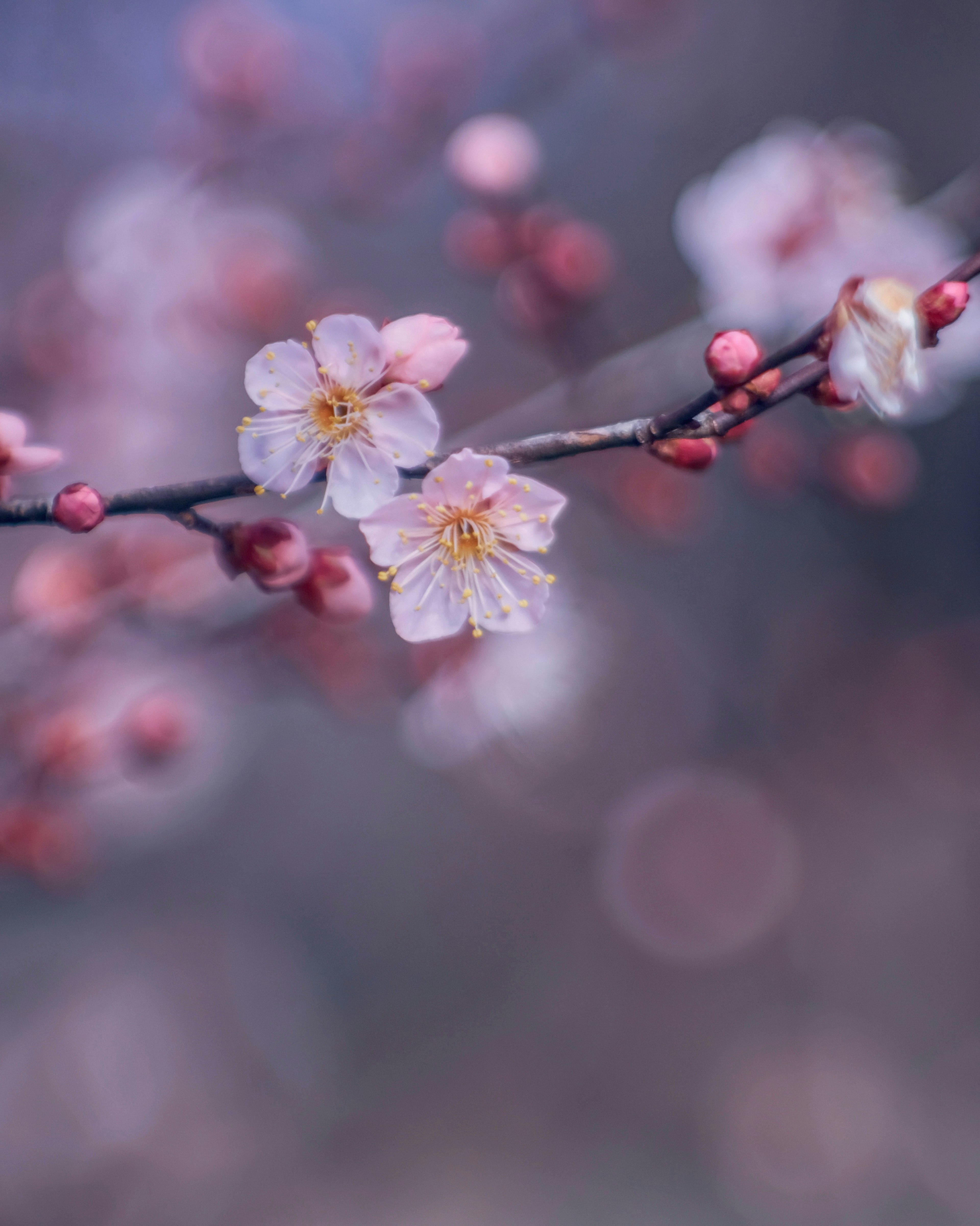 Nahaufnahme eines Kirschzweigs mit zarten rosa Blüten und Knospen