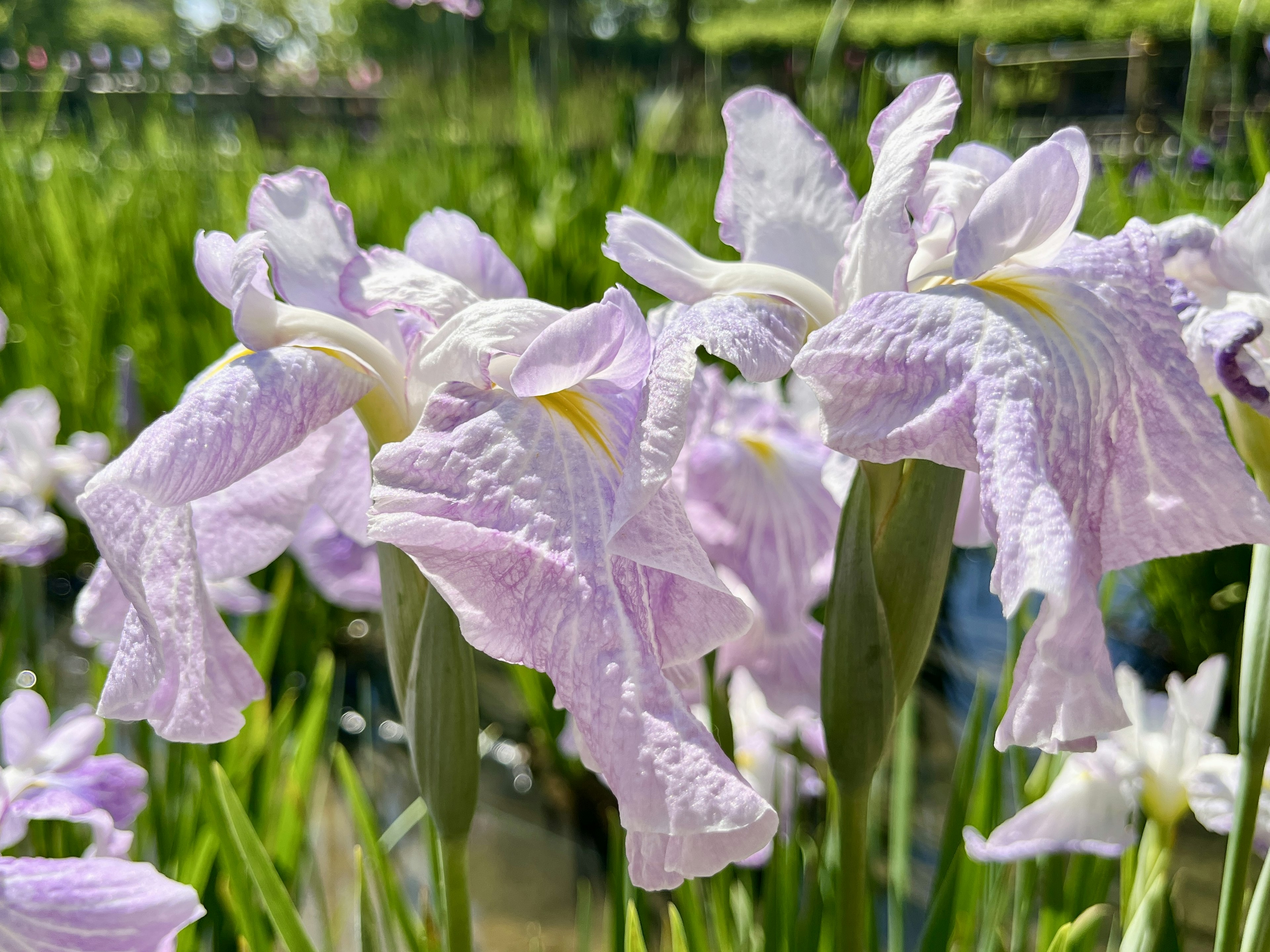 淡い紫色の花びらを持つ花が咲いている光景