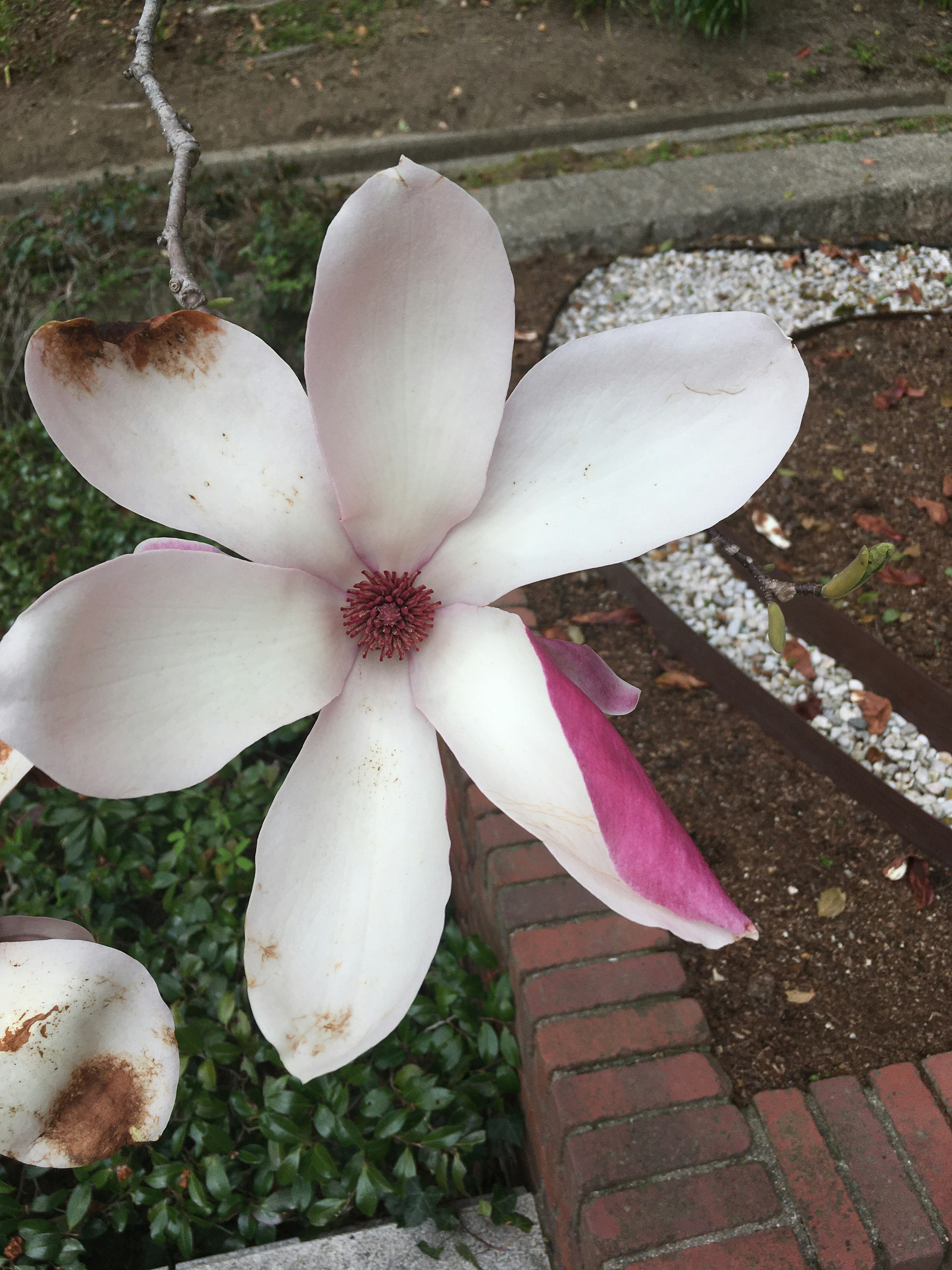 Hermosa flor de magnolia con pétalos blancos y rosas