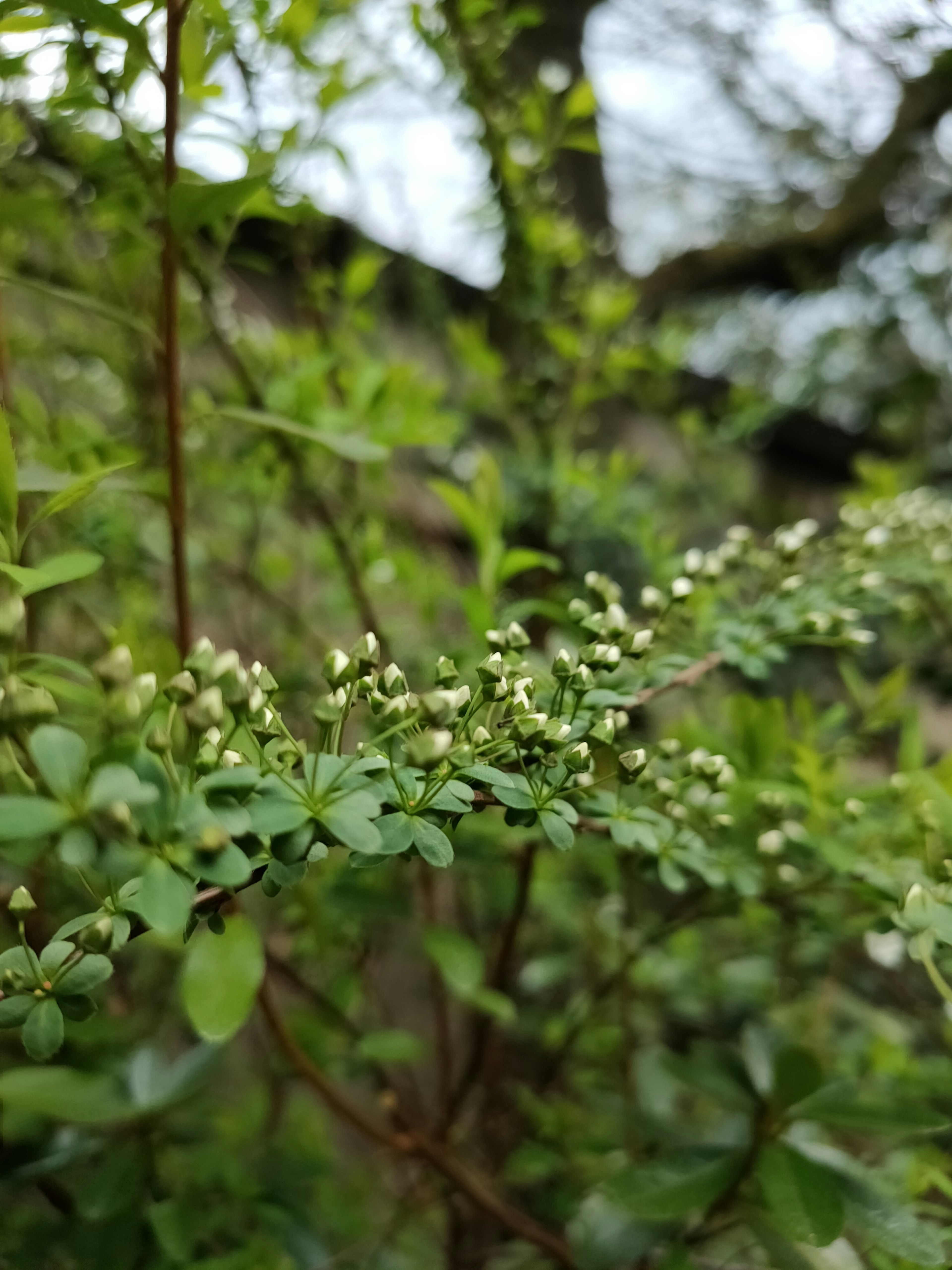 特写镜头，绿色叶子和蕾芽的树枝