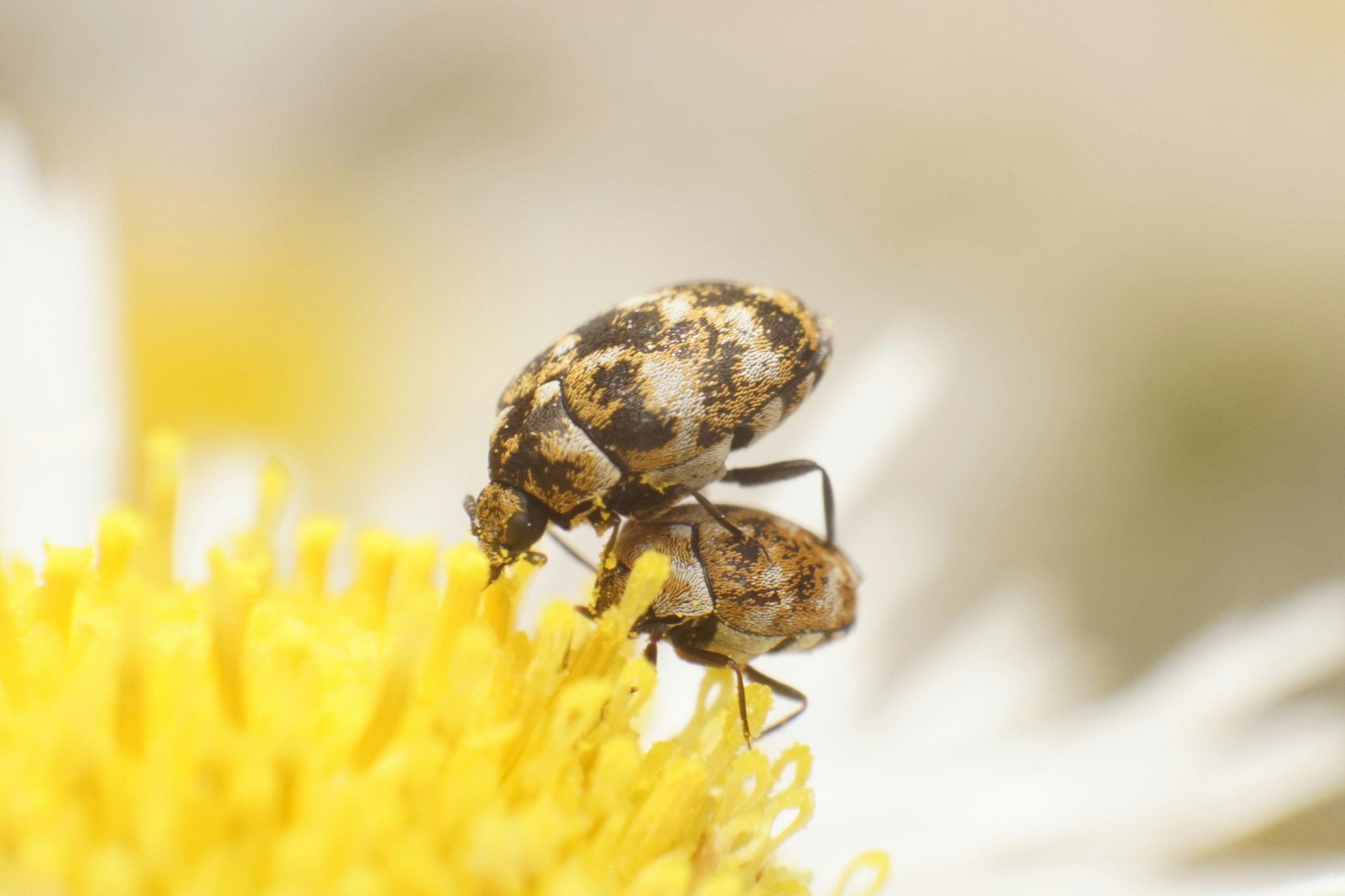 花の上で交尾している昆虫のクローズアップ