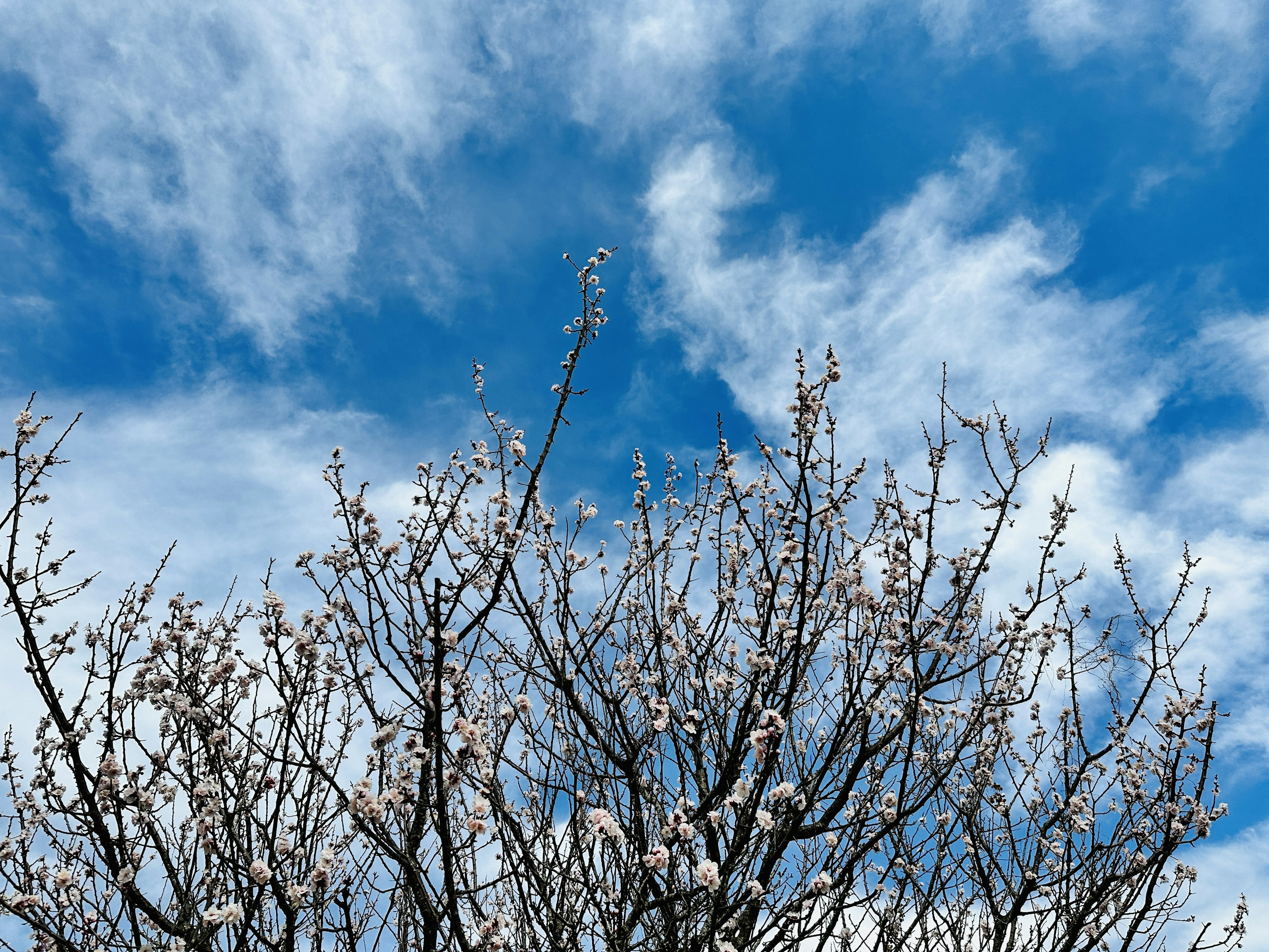 Äste eines Baumes mit weißen Blüten vor blauem Himmel