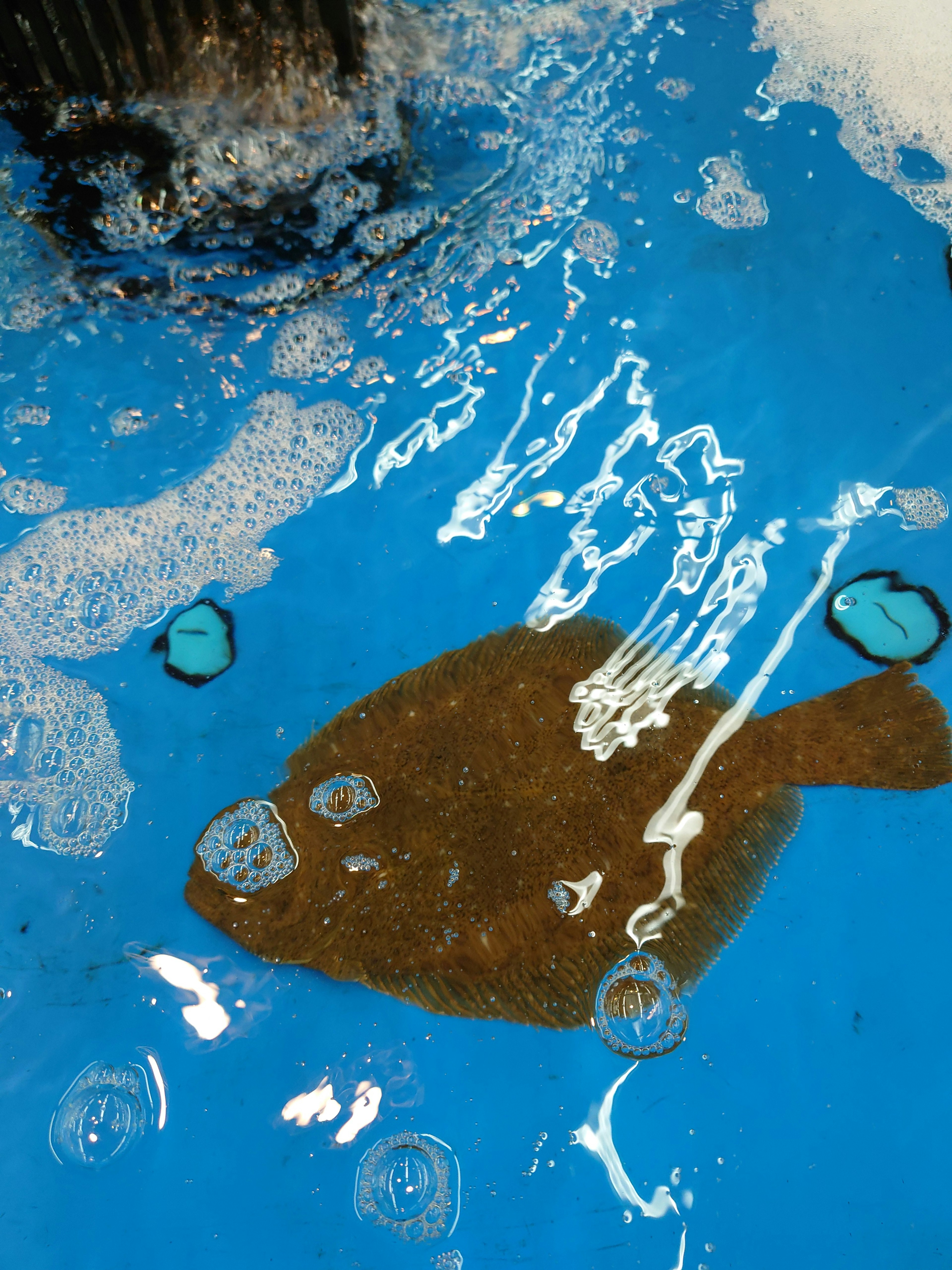 Flat fish swimming in blue water with bubbles