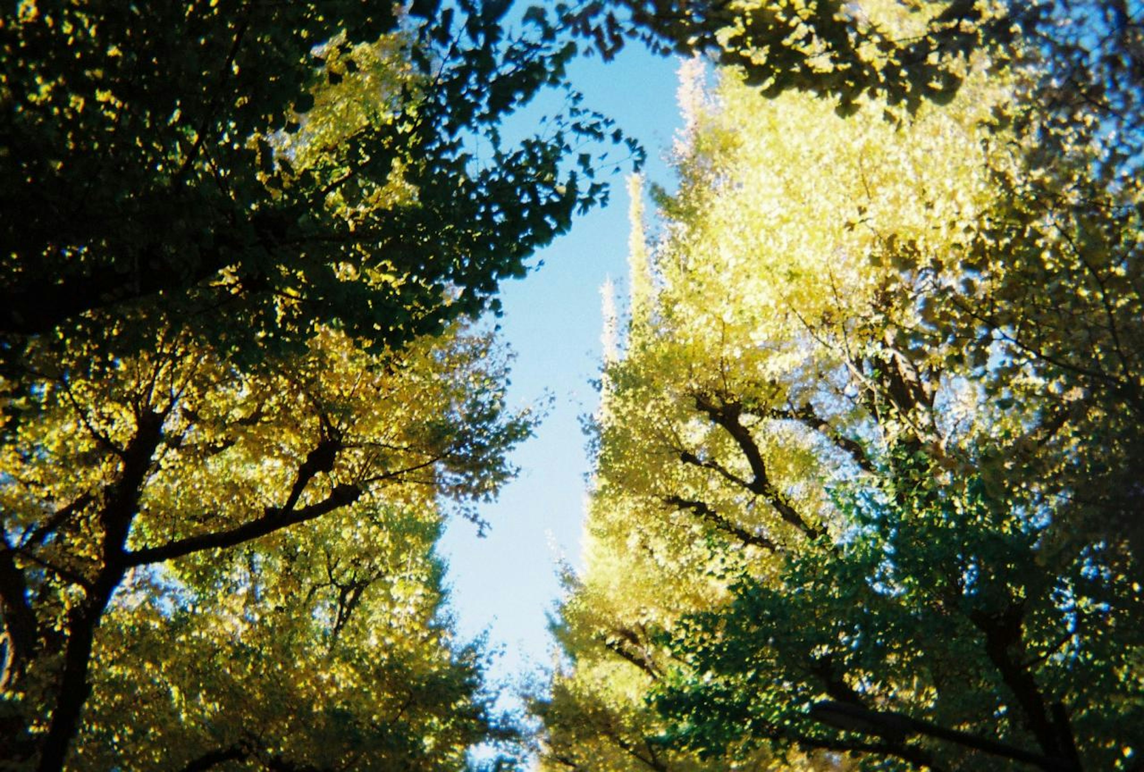 青空と黄色い葉の木々に囲まれた風景