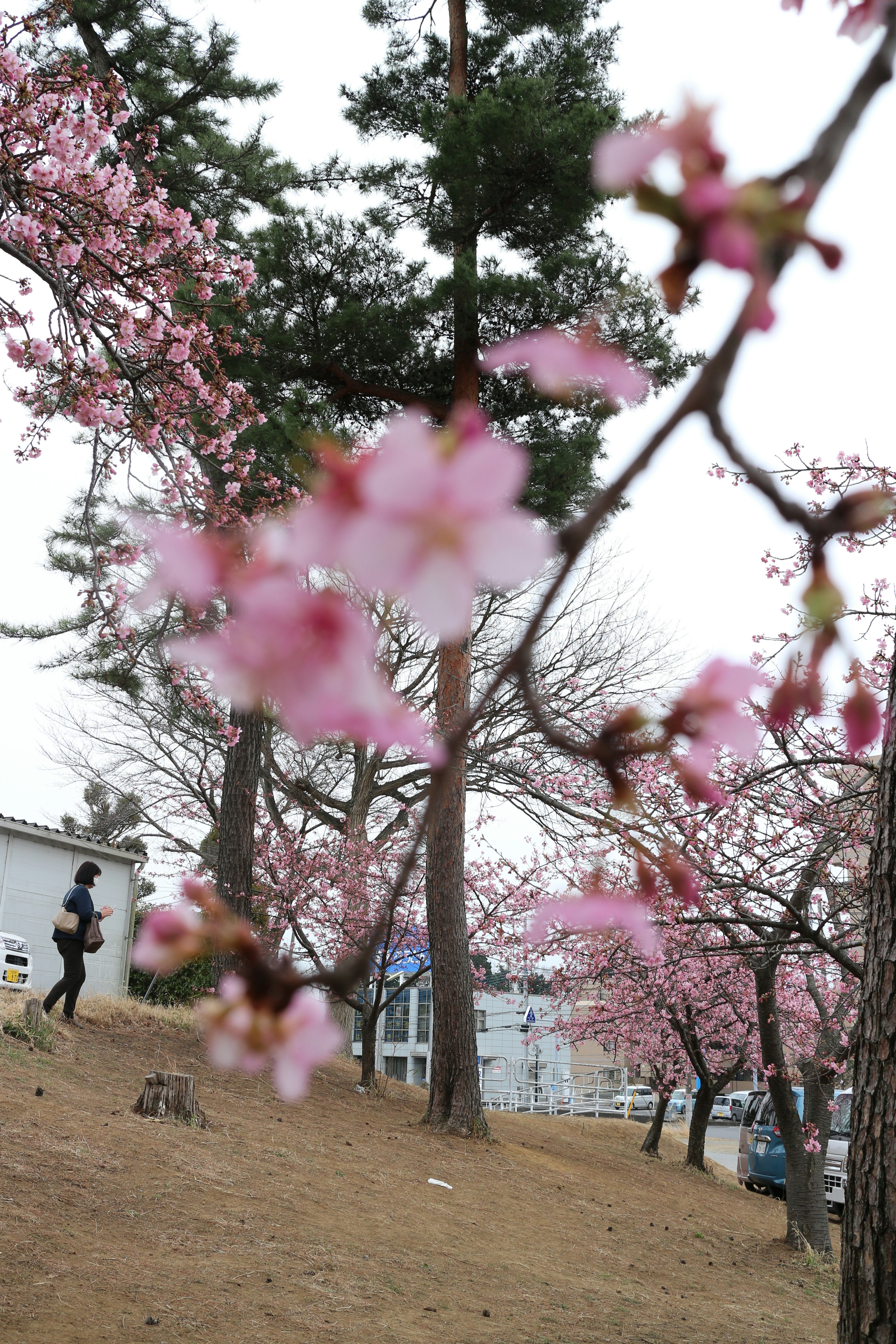 桜の花が咲いている公園の風景で人が歩いている