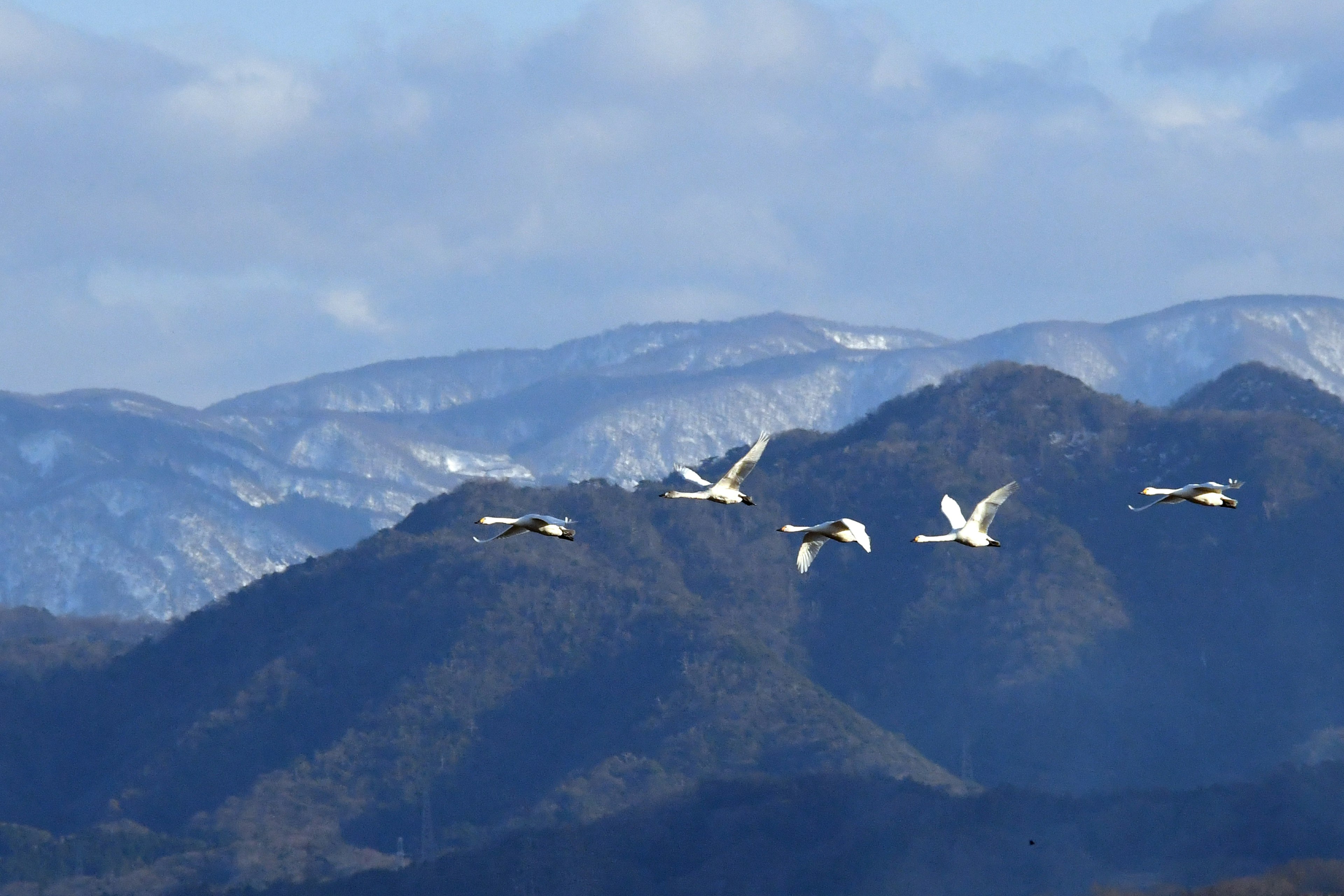 雪をかぶった山々を背景に飛ぶ白鳥の群れ