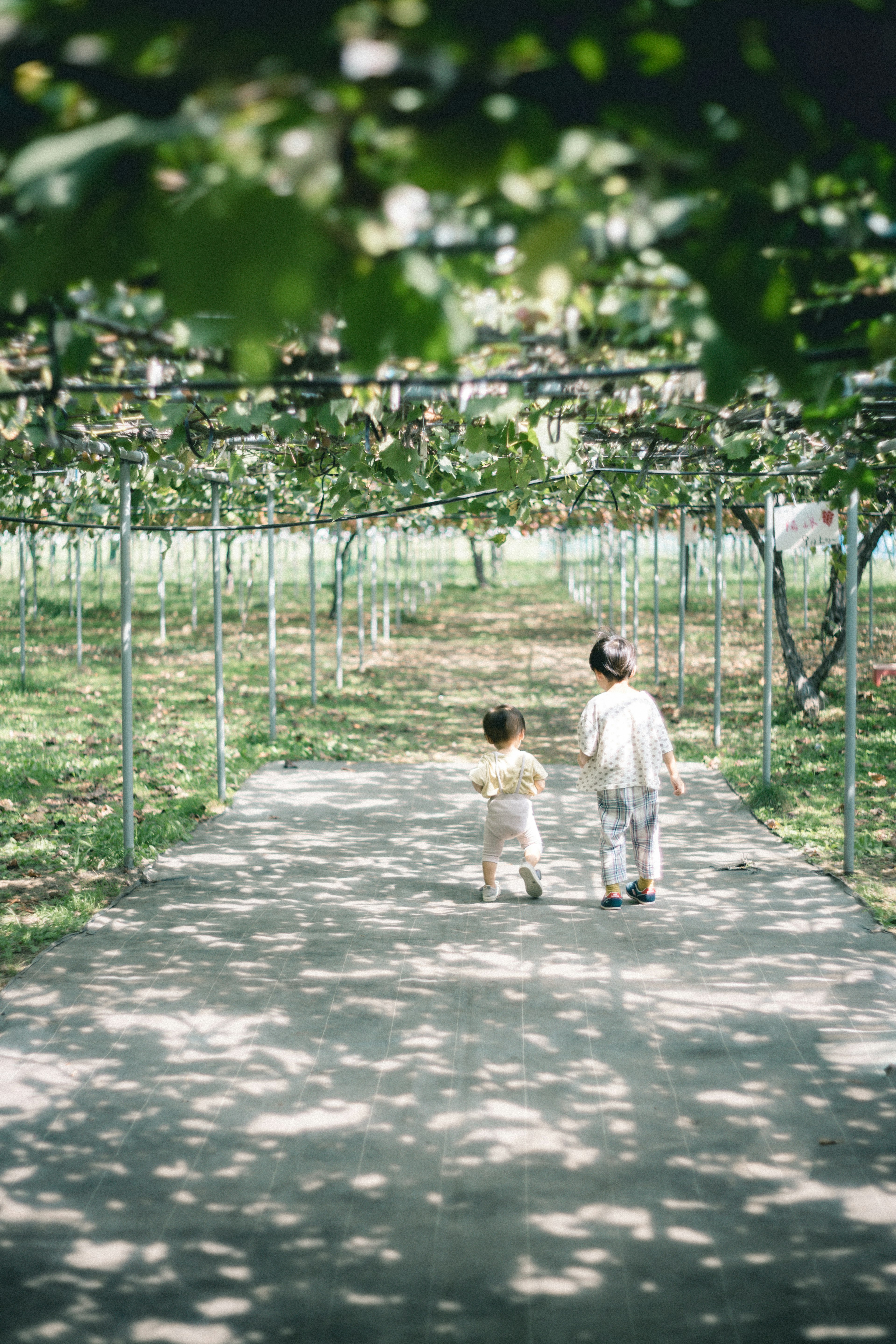 Deux enfants marchant sur un chemin dans un verger luxuriant avec des feuilles vertes